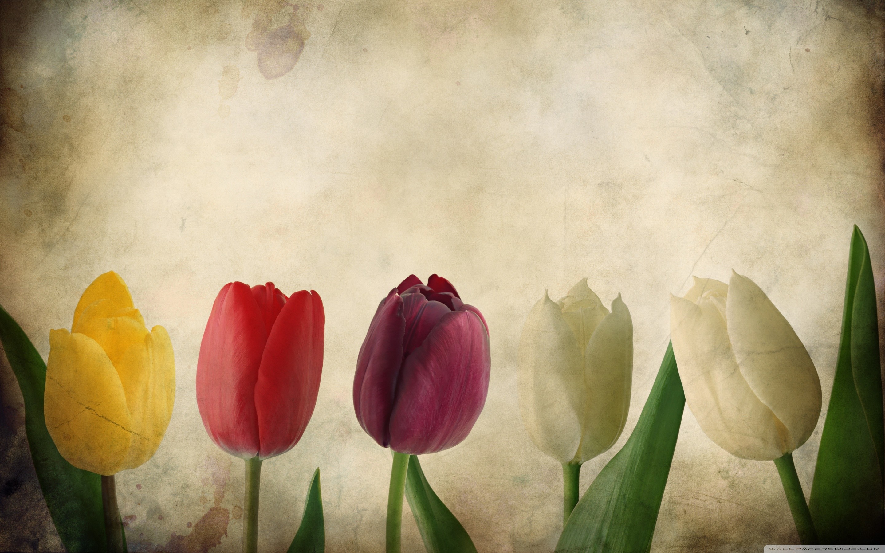 Tulipani, Pergamena, Vintage, 2880x1800, sfondo per PC