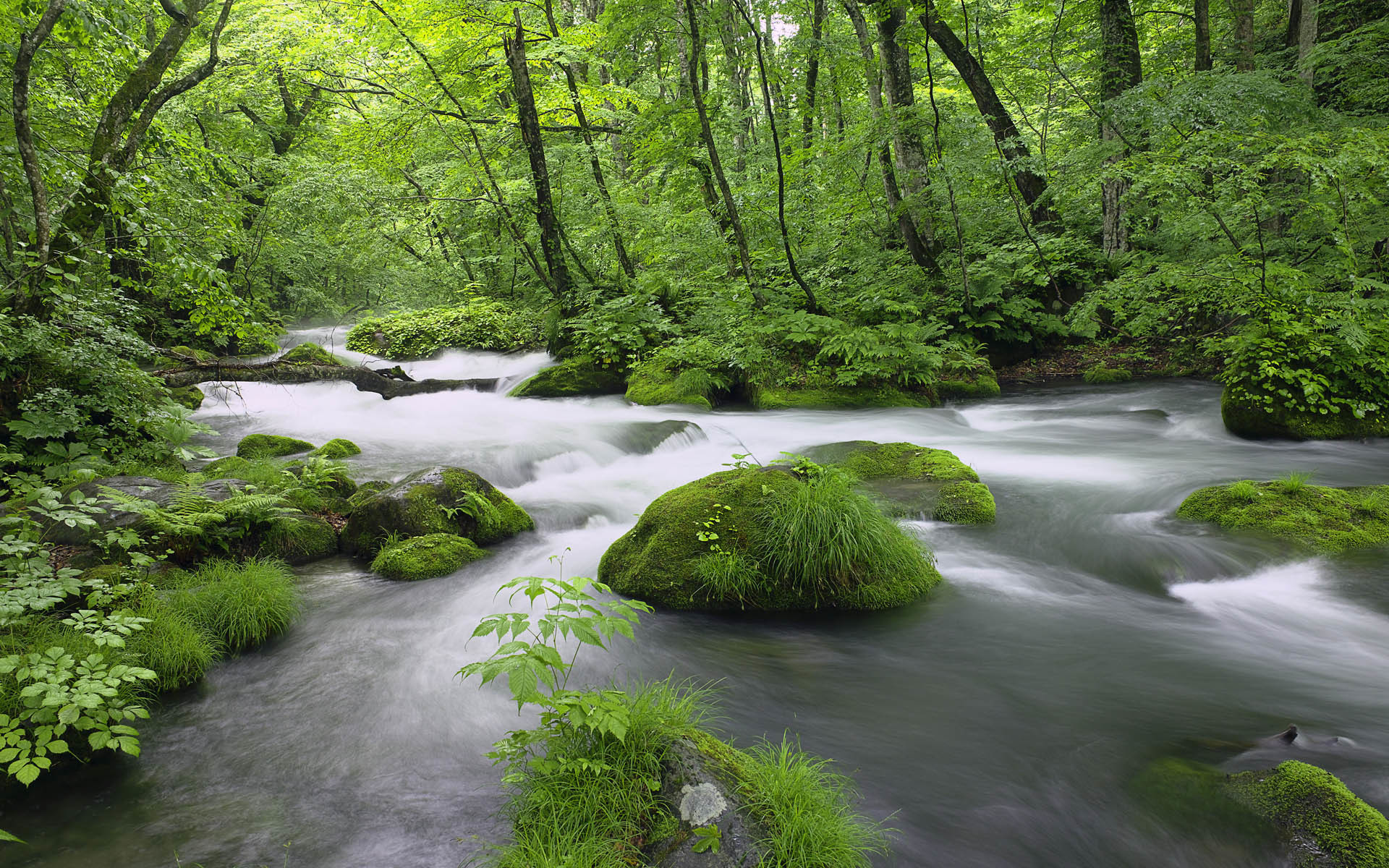 Torrente Oirase, Giappone, Foresta, Muschio, immagine di sfondo Windows 7