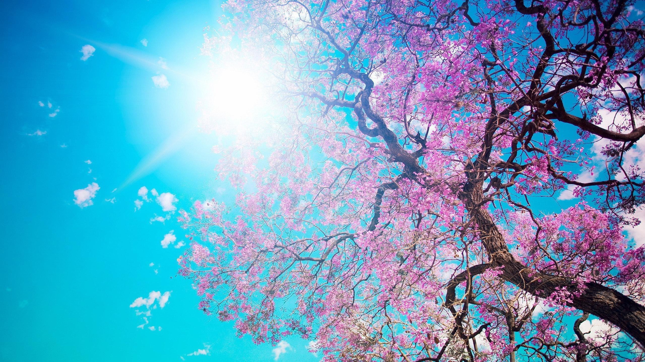 Ciliegio in fiore, Sakura, Sole, Cielo azzurro, 2K, sfondo per desktop