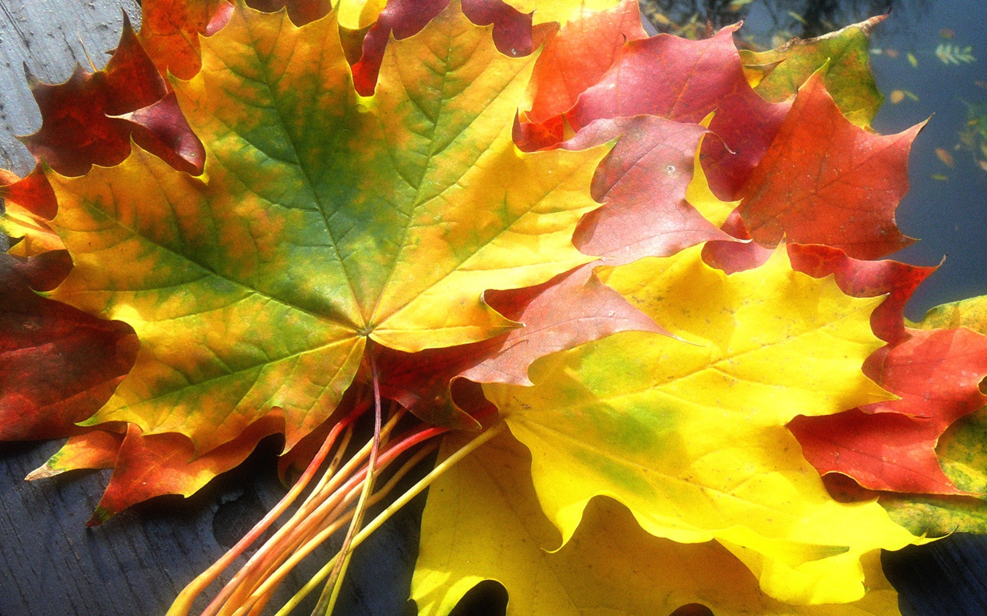 Foglie d'acero, Macro, Colori vivaci, 1920x1200, wallpaper desktop