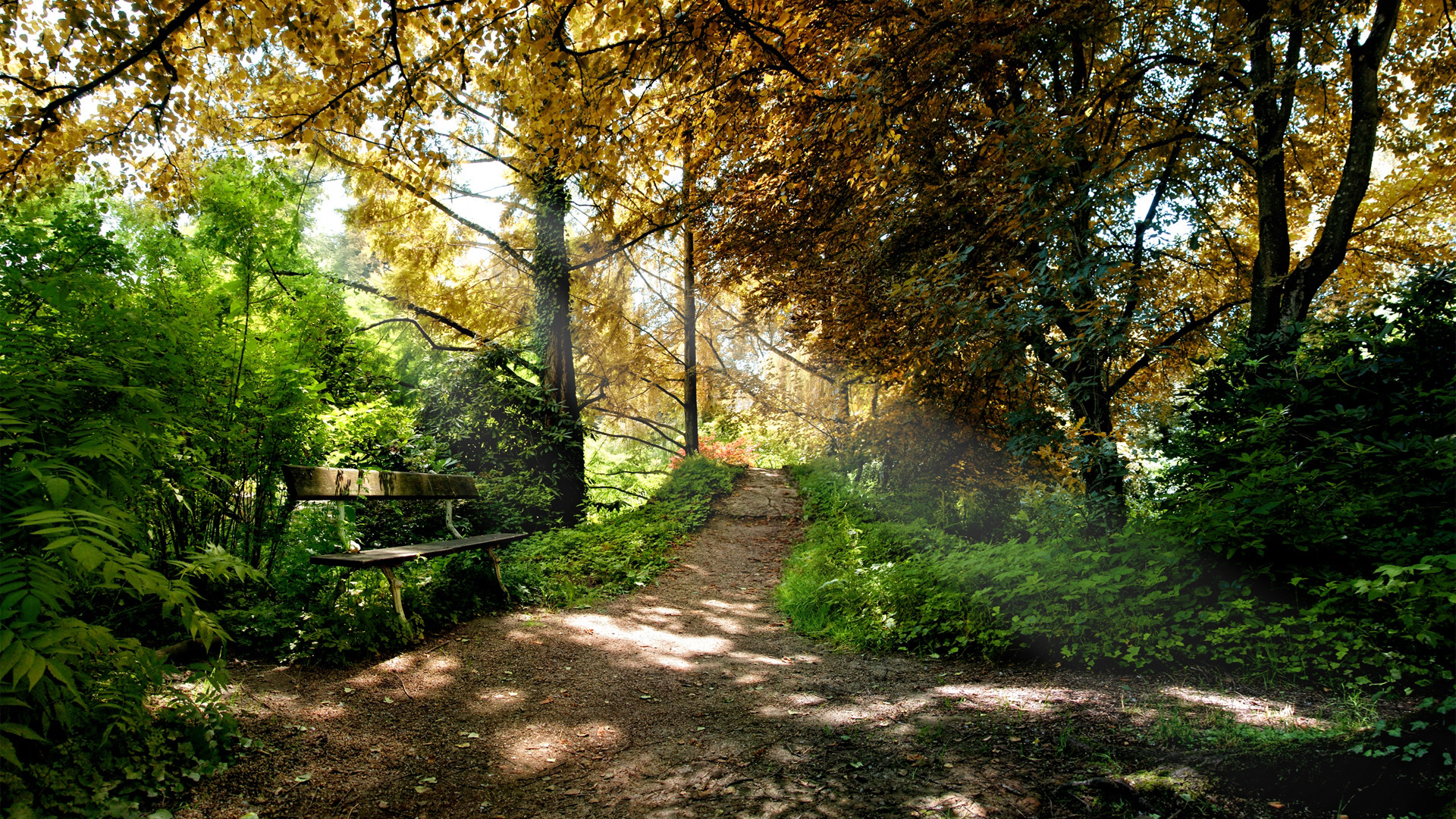 Sentiero, Bosco, Luce del sole, Alberi, Full HD, sfondo per desktop