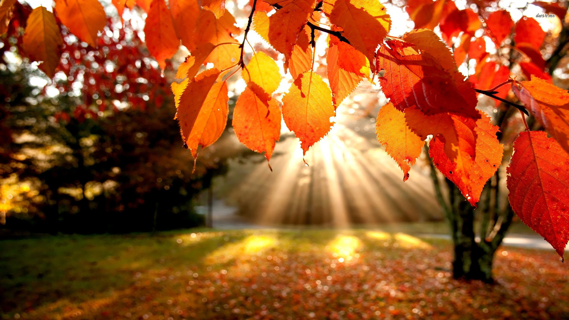 Autunno, Foglie arancioni, Albero, Raggi di sole, 1920x1080, wallpaper desktop