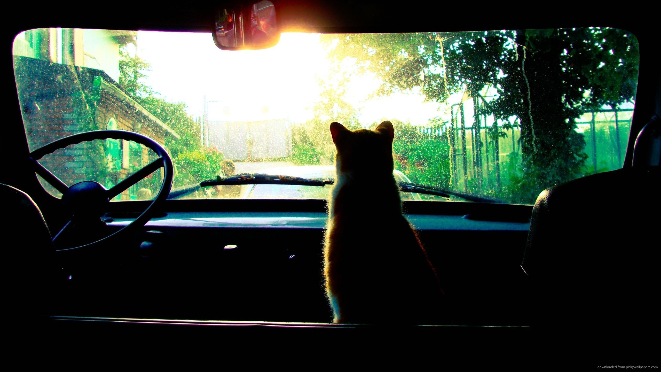 Gatto, Auto d'epoca, Cruscotto, Luce solare, 2K, sfondo desktop