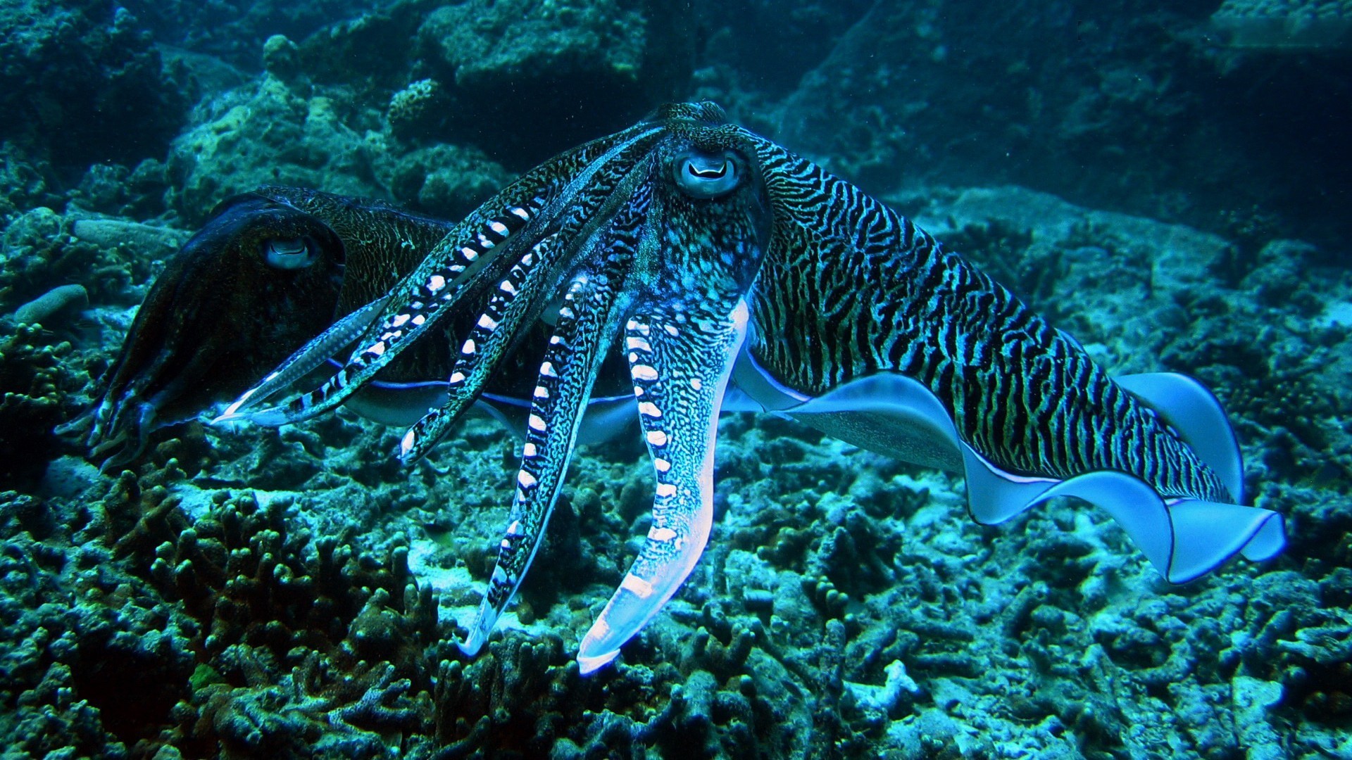 Seppia, Barriera corallina, Fondale, Sott'acqua, 1920x1080, sfondo per PC