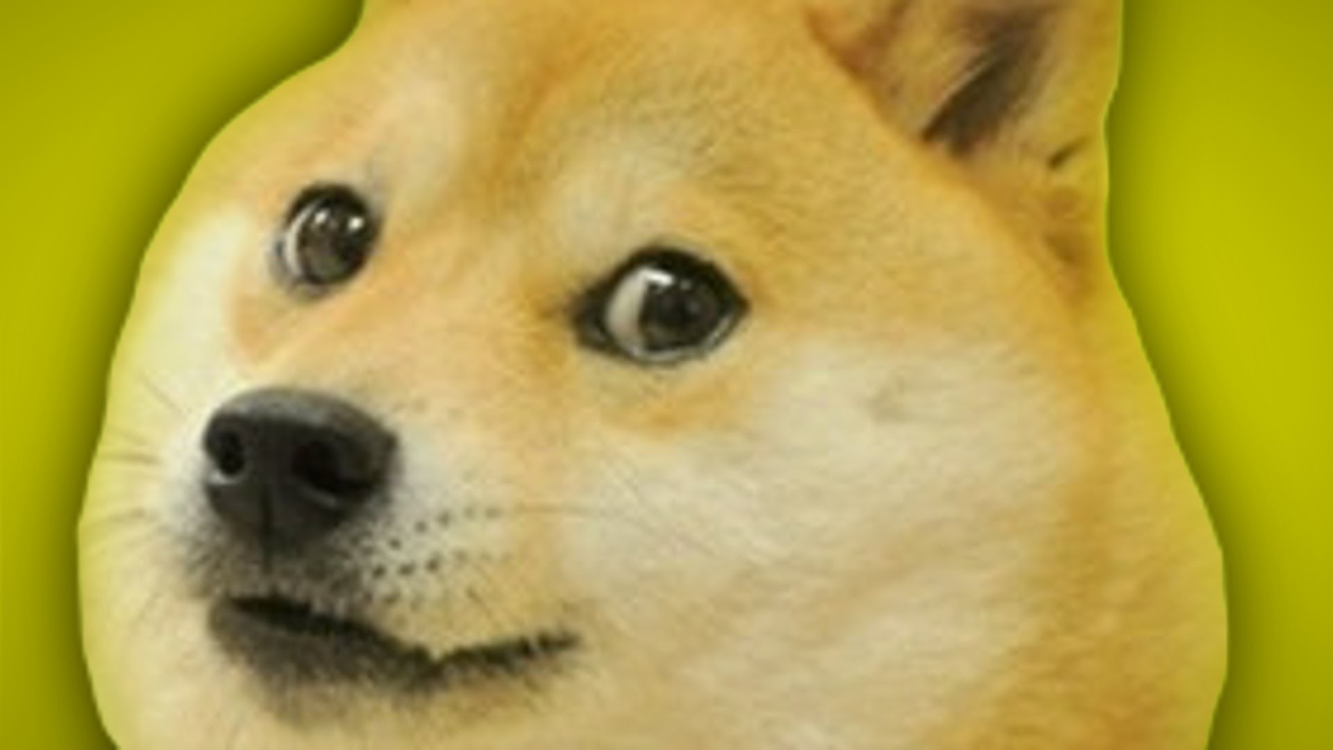 Doge, Kabosu, Primo piano, Sfondo verde, Full HD, wallpaper desktop