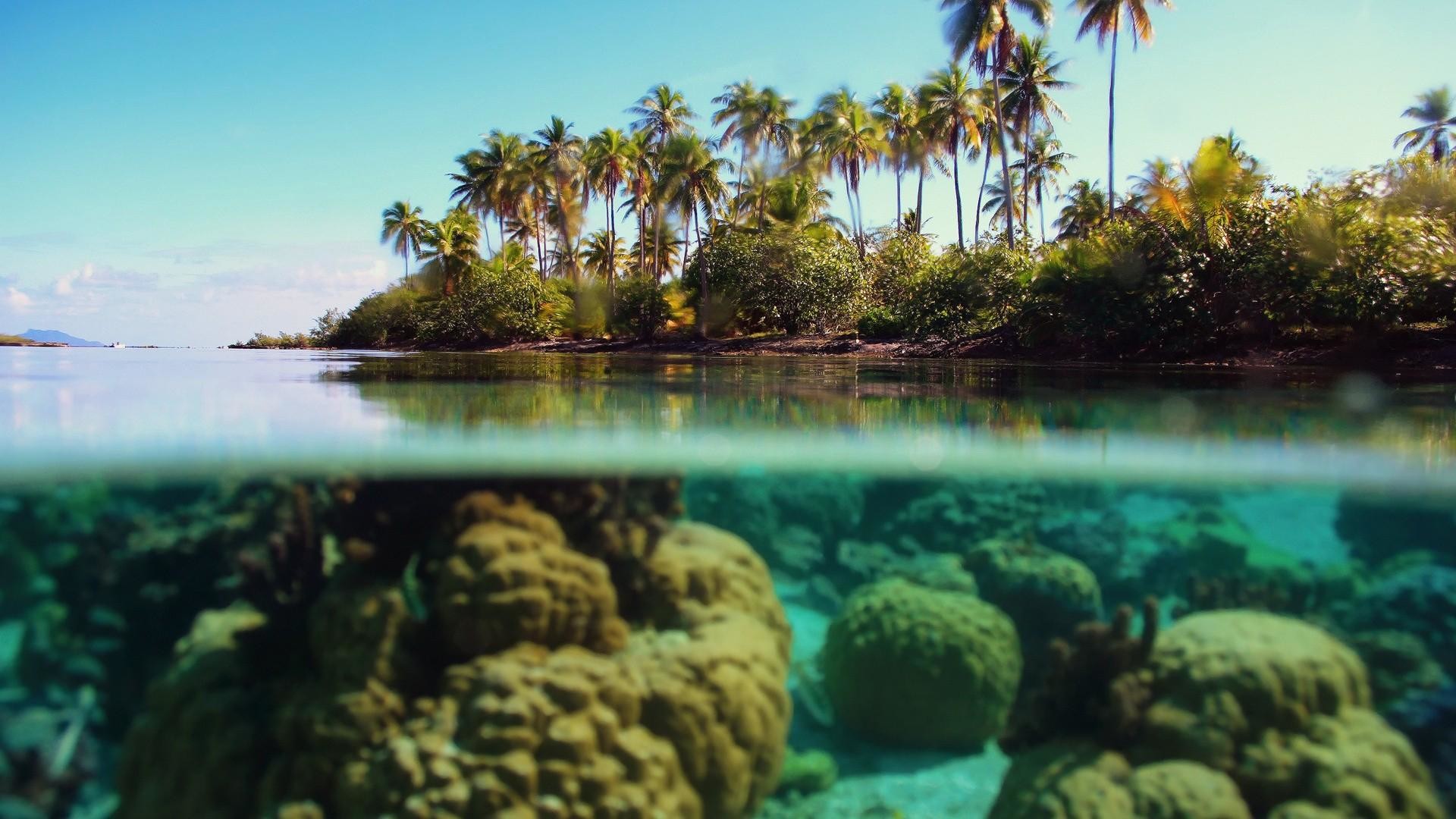 Isola tropicale, Palme, Sott'acqua, Coralli, Full HD, sfondo desktop