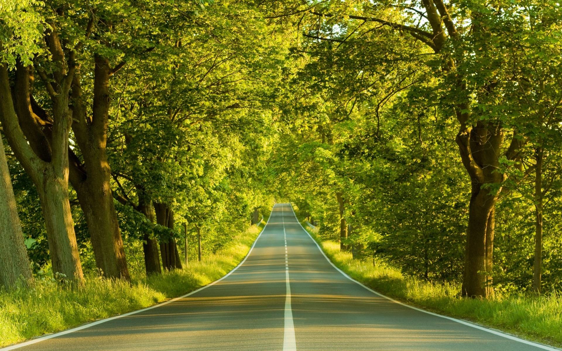 Strada, Viale alberato, Alberi verdi, Estate, 1920x1200, sfondo per PC