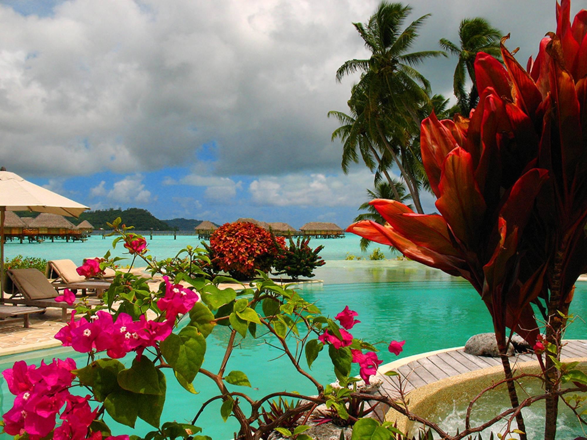 Bora Bora, Fiori tropicali, Bougainvillea, Piscina, Full HD, schermata di blocco iPad