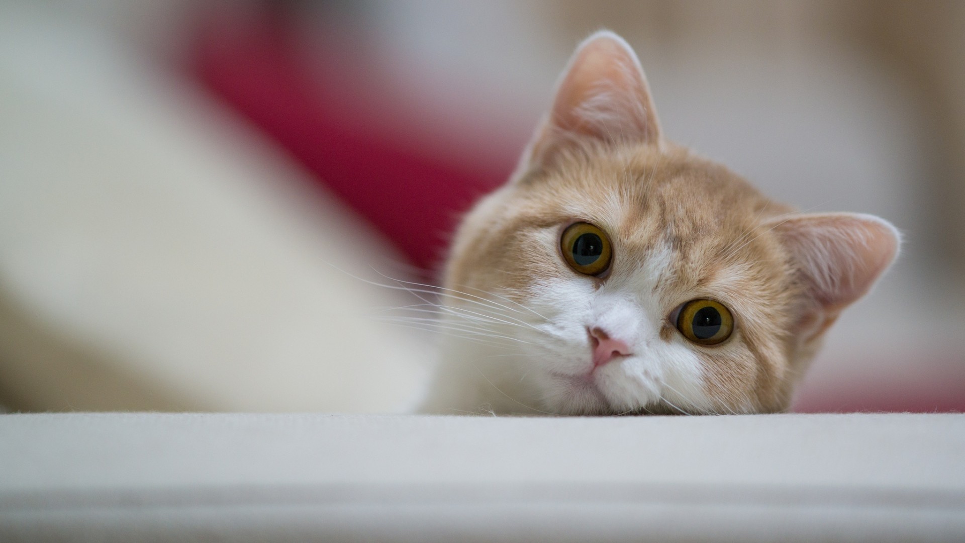 Gatto, Bianco e rosso, Occhi grandi, Curiosità, Full HD, sfondo per PC e portatile