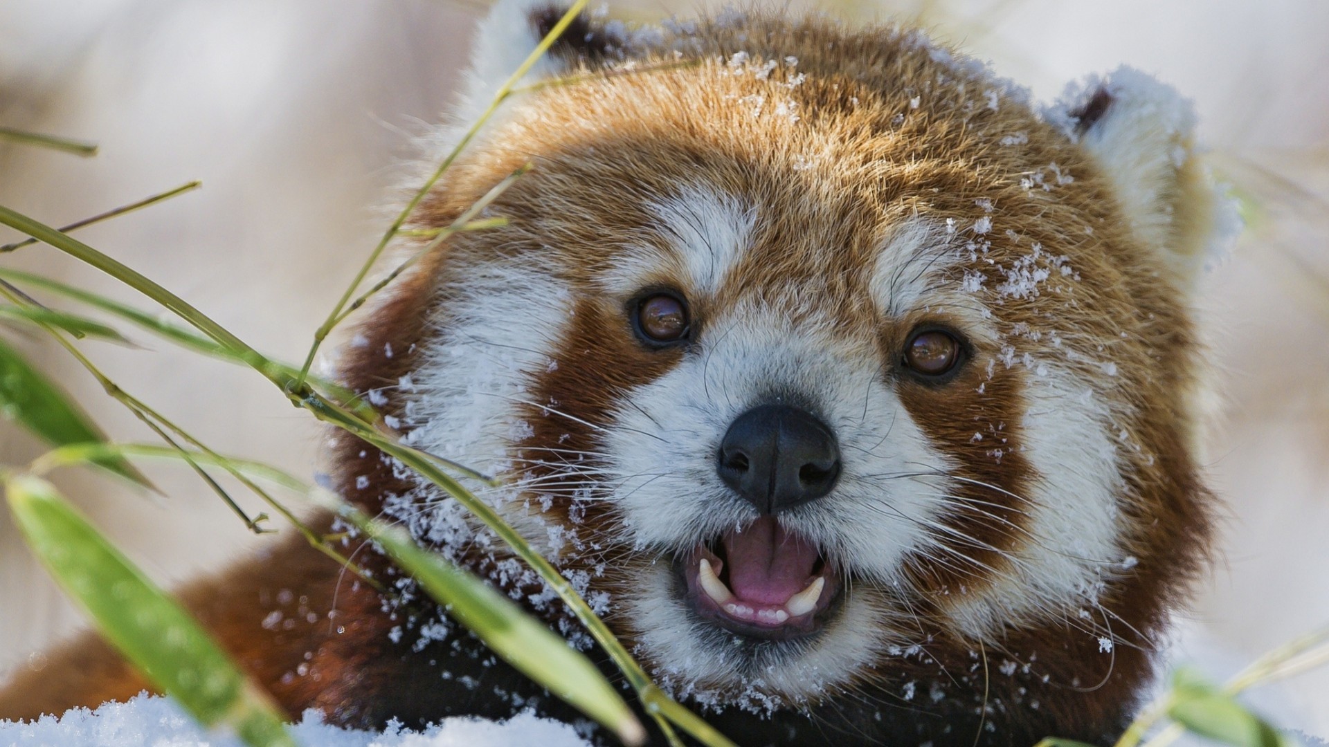 Panda rosso, Neve, Bambù, 1920x1080, sfondo per PC