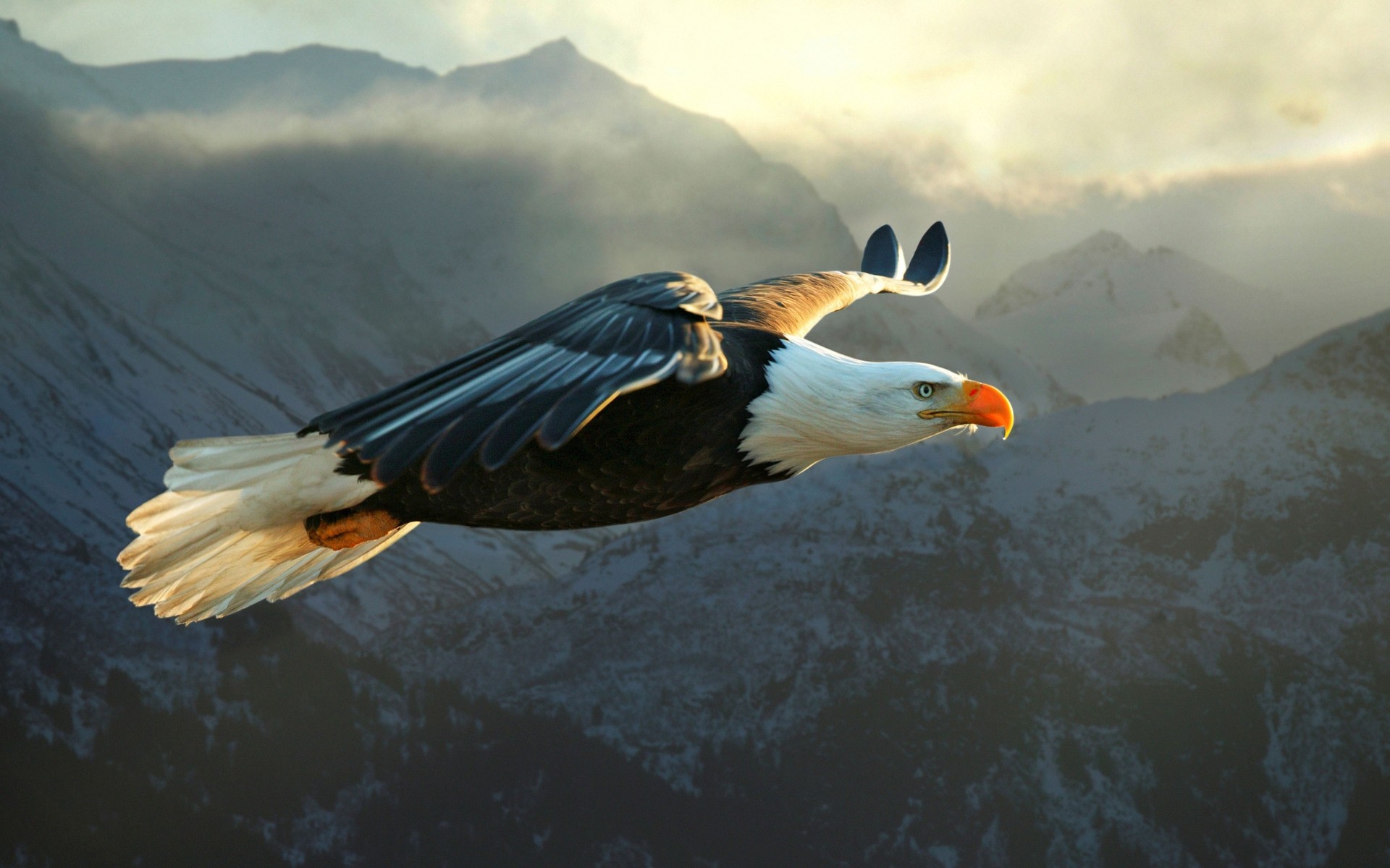 Aquila calva, In volo, Montagne, 1920x1200, sfondo per PC