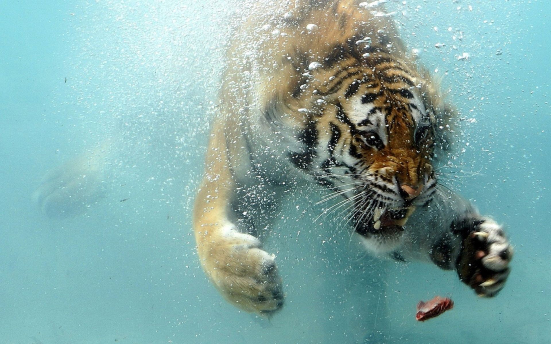 Tigre, Tigre sott'acqua, Bolle, Nuoto, 1920x1200, immagine di sfondo