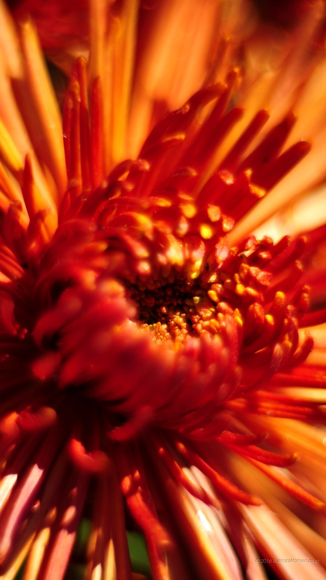 Fiore, Crisantemo, Arancione, sfondo Asus
