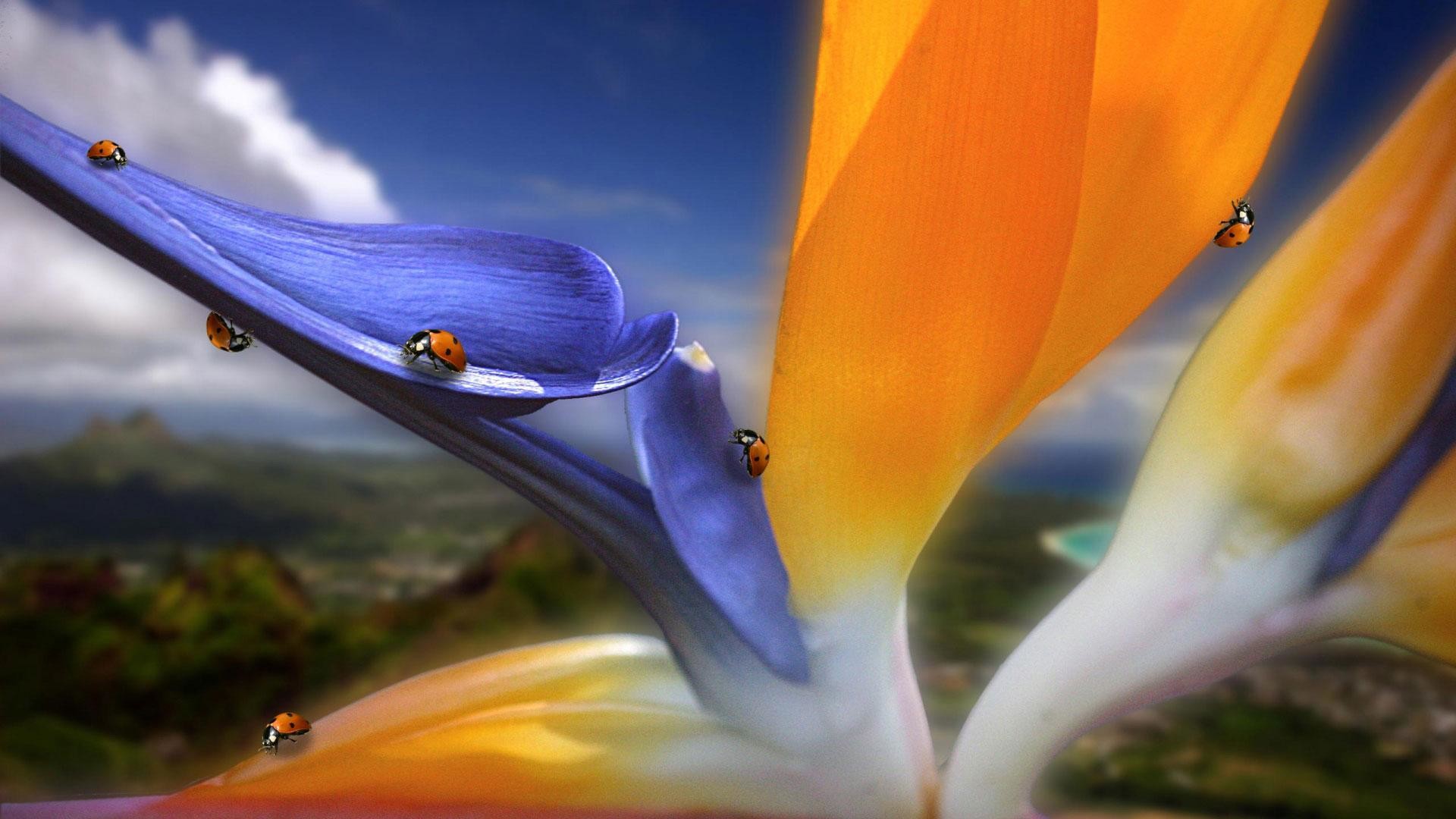 Strelitzia, Coccinelle, Macro, Fotomontaggio, Full HD 1080p, sfondo desktop