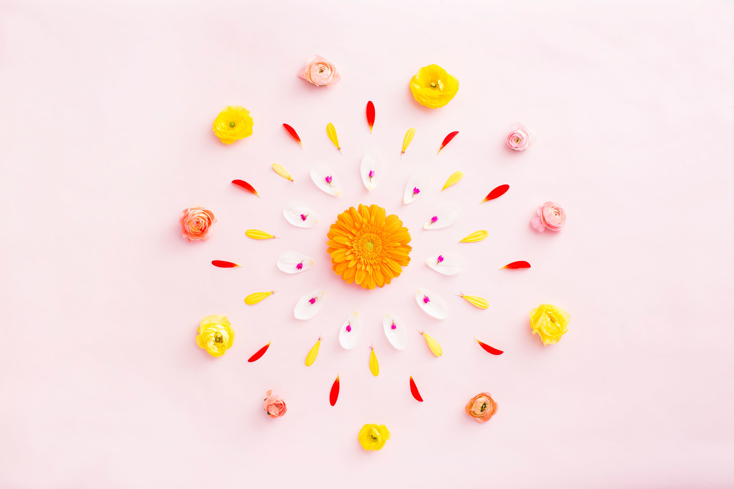 Mandala floreale, Petali, Fiori, Sfondo rosa, Full HD, wallpaper per PC