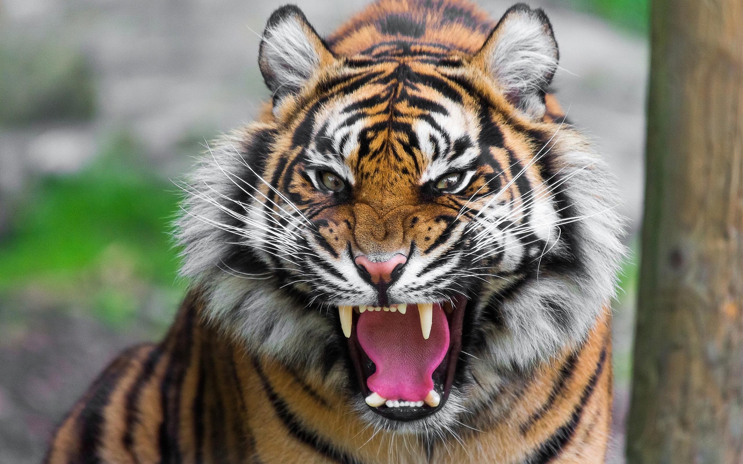 Tigre, Ruggito, Zanne, Felino, 2K 1600p, sfondo desktop
