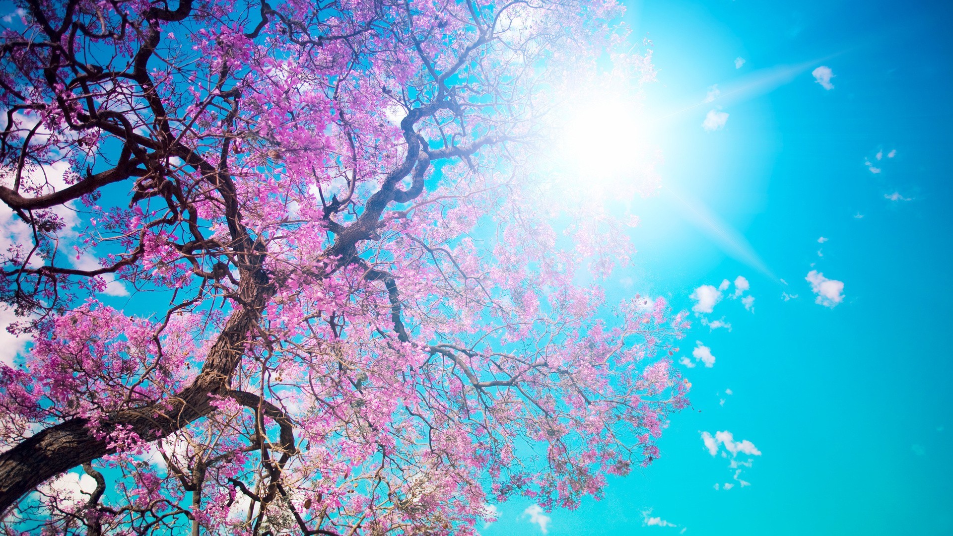 Albero in fiore, Fiori rosa, Sole, Cielo azzurro, Full HD, wallpaper per portatile