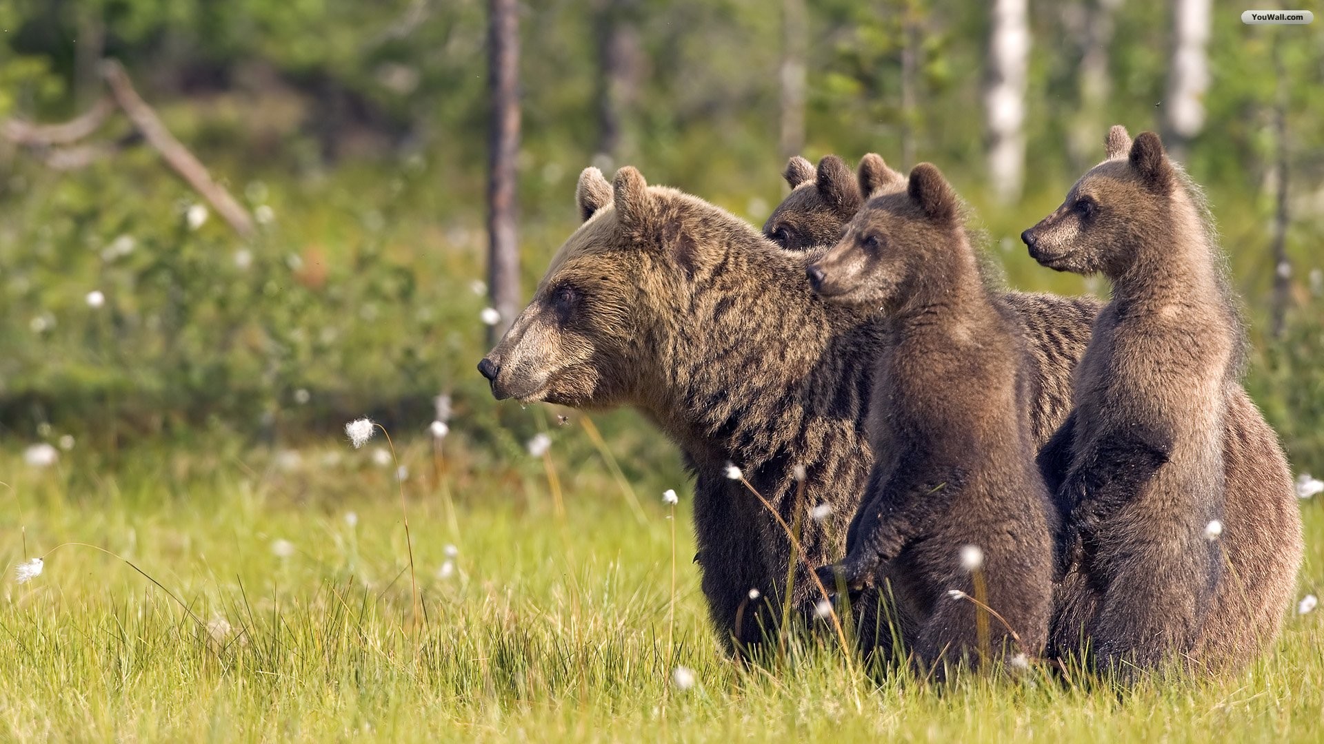Mamma orsa, Cuccioli d'orso, Orso bruno, Prato, Full HD, sfondo Windows 11