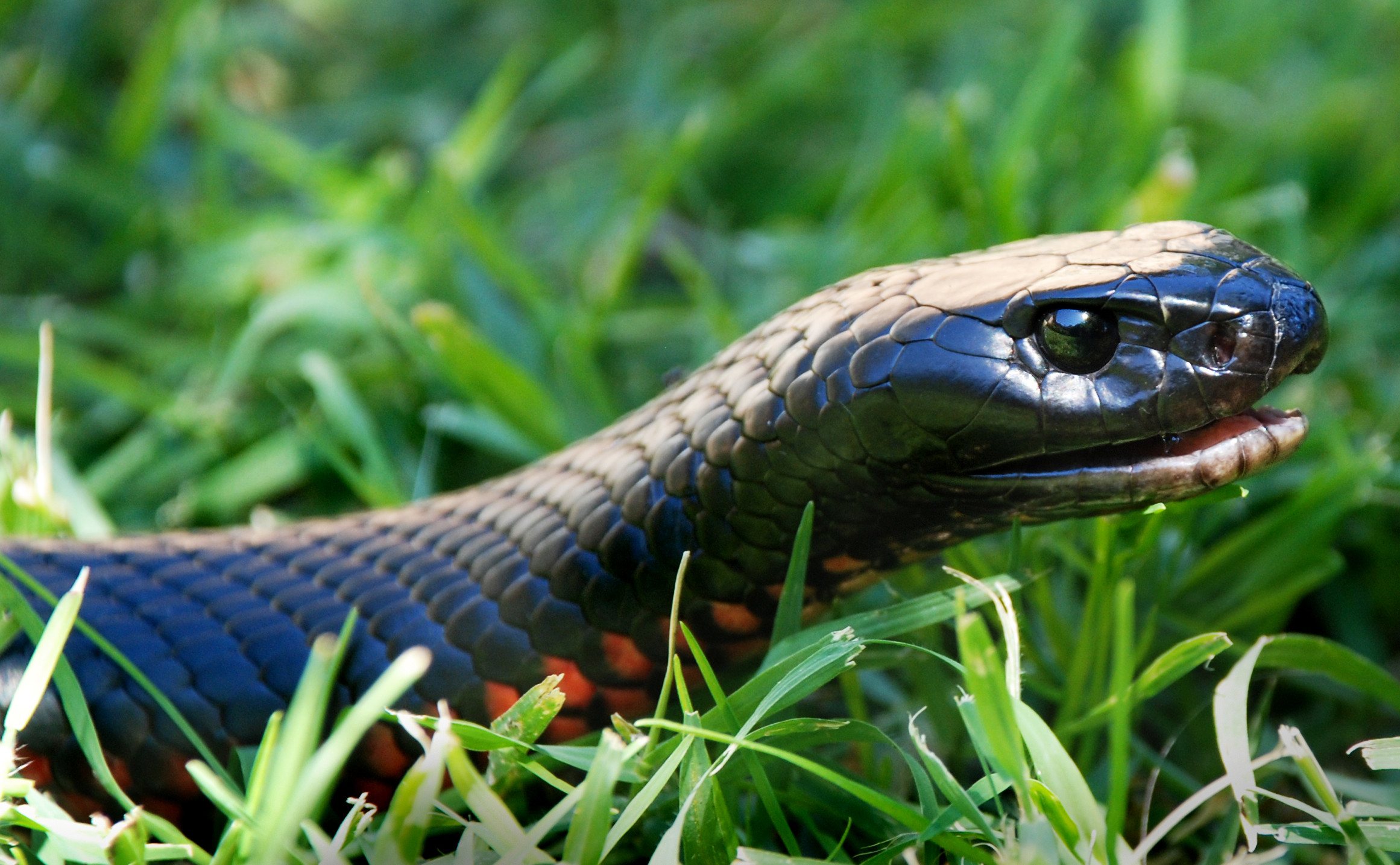 Serpente nero dal ventre rosso, Pseudechis porphyriacus, Erba, Rettile, wallpaper per portatile