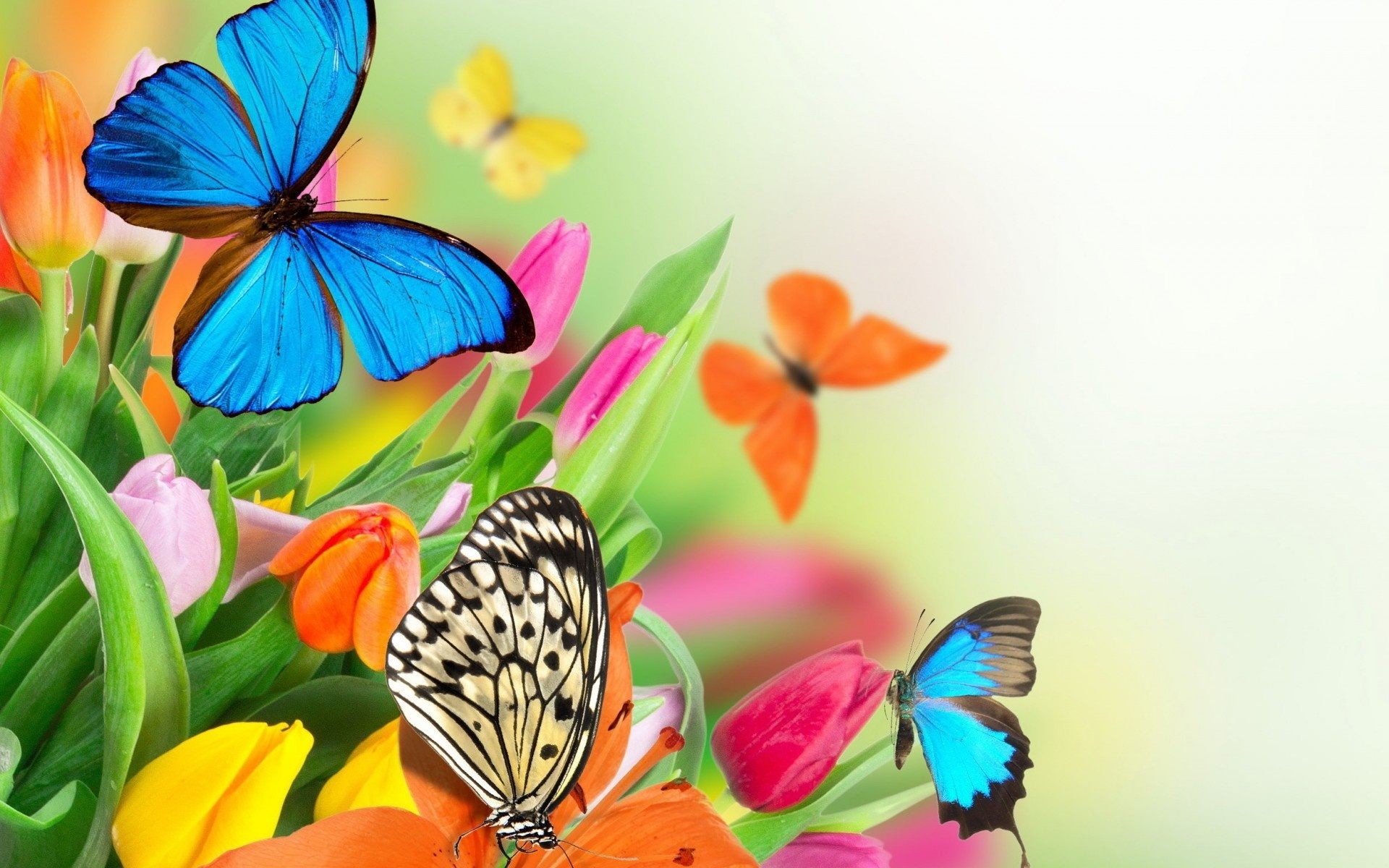 Tulipani, Farfalle, Farfalla blu, Colorato, 1920x1200, sfondo per PC