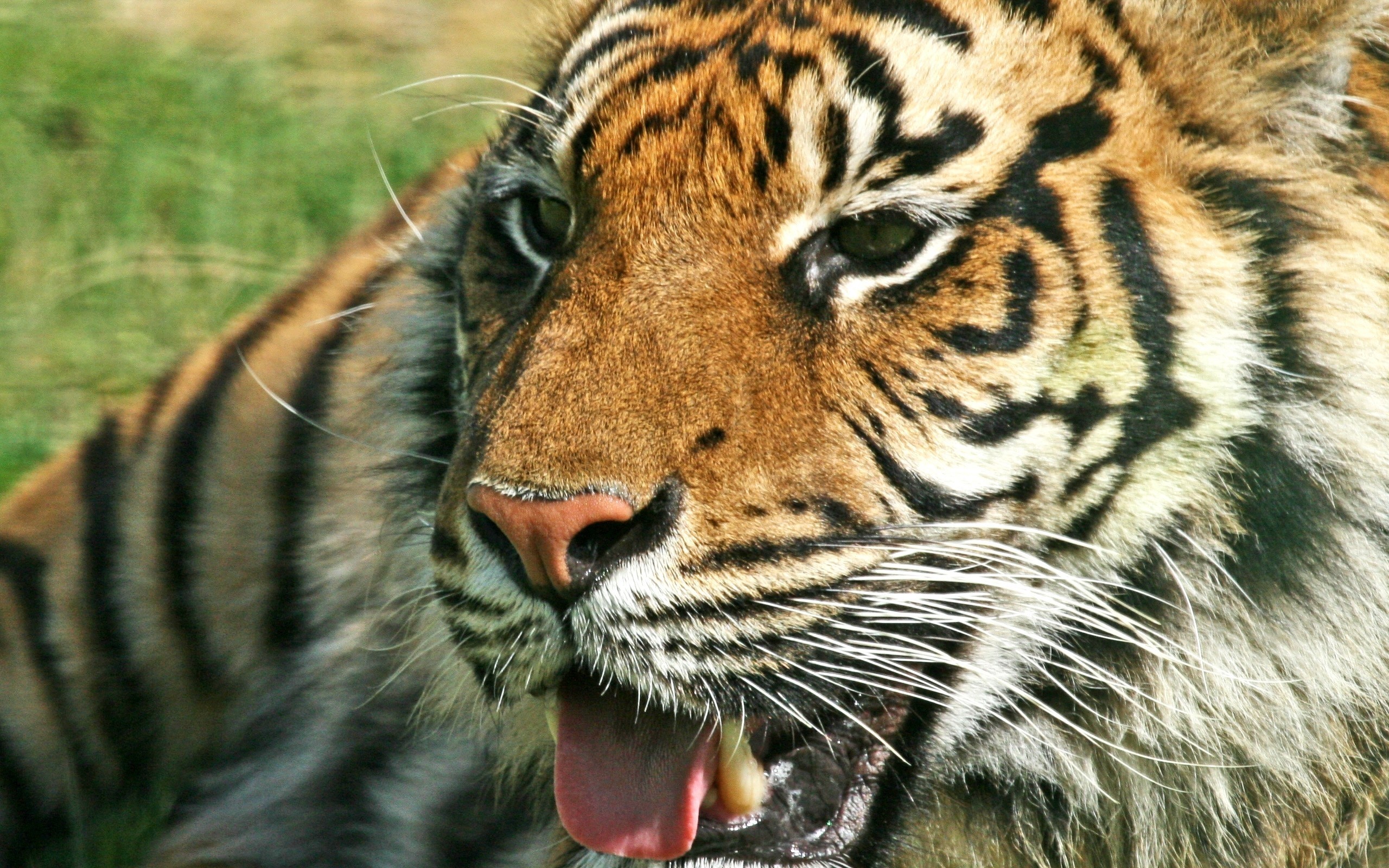 Tigre, Primo piano, Bocca aperta, 2560x1600, immagine di sfondo