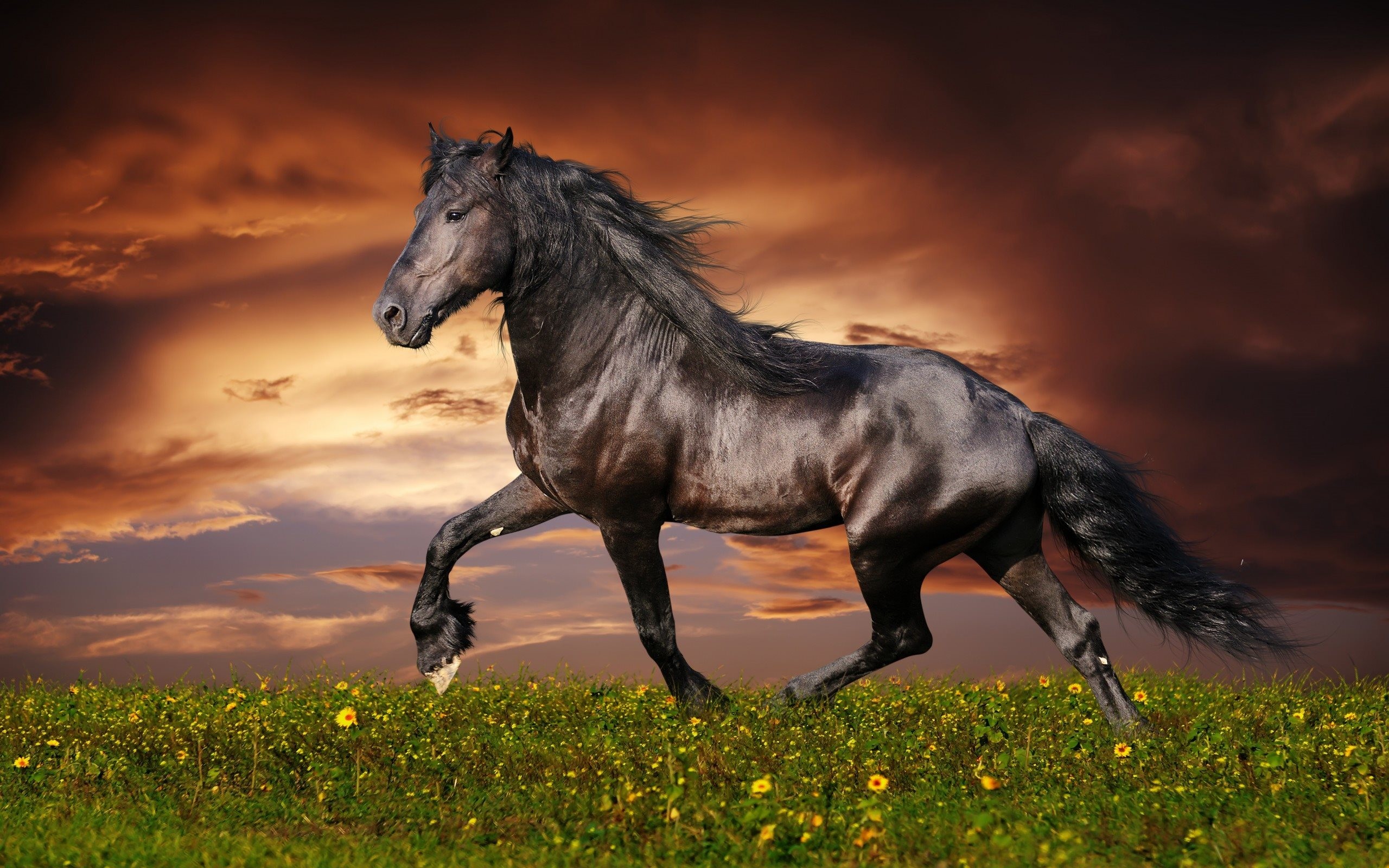 Cavallo nero, Frisone, Tramonto, Prato, 2K, sfondo Windows 11