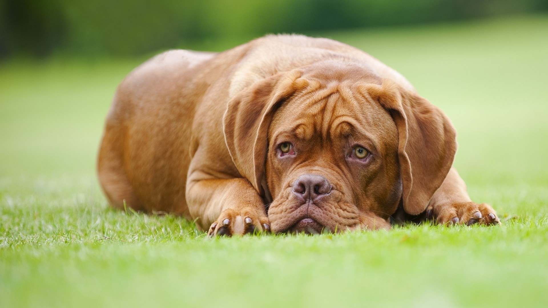 Dogue de Bordeaux, Cane, Prato, Full HD, sfondo per portatile