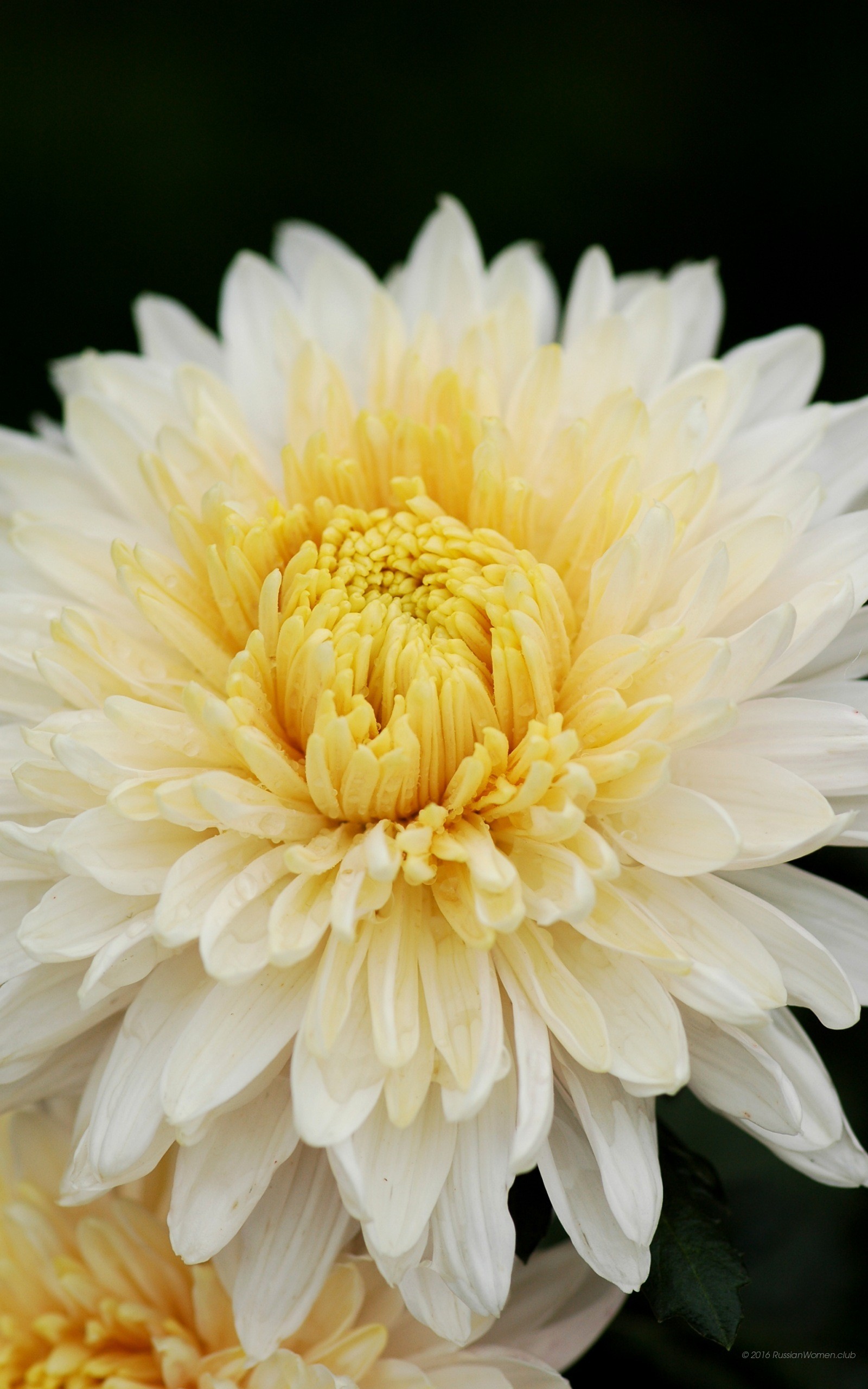 Crisantemo, Fiore bianco, Macro, QHD+, sfondo per smartphone