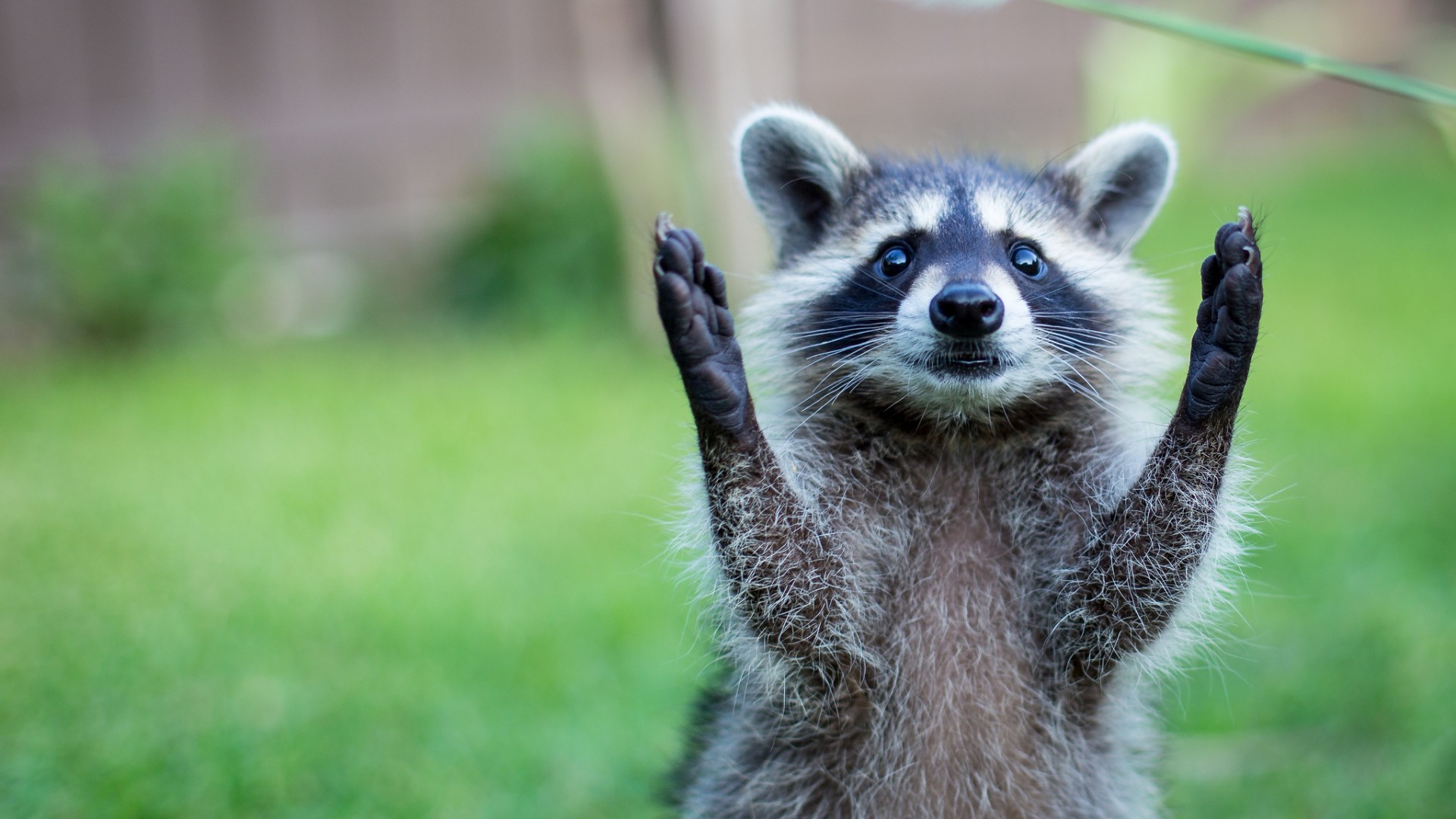 Procione, Animale, Prato, Divertente, Full HD 1080p, sfondo desktop