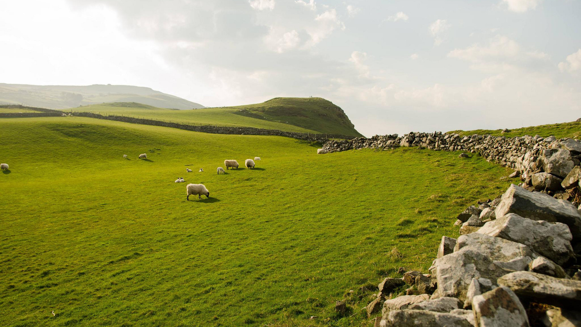 Irlanda, Pecore, Muro a secco, Pascolo, Full HD, sfondo per PC