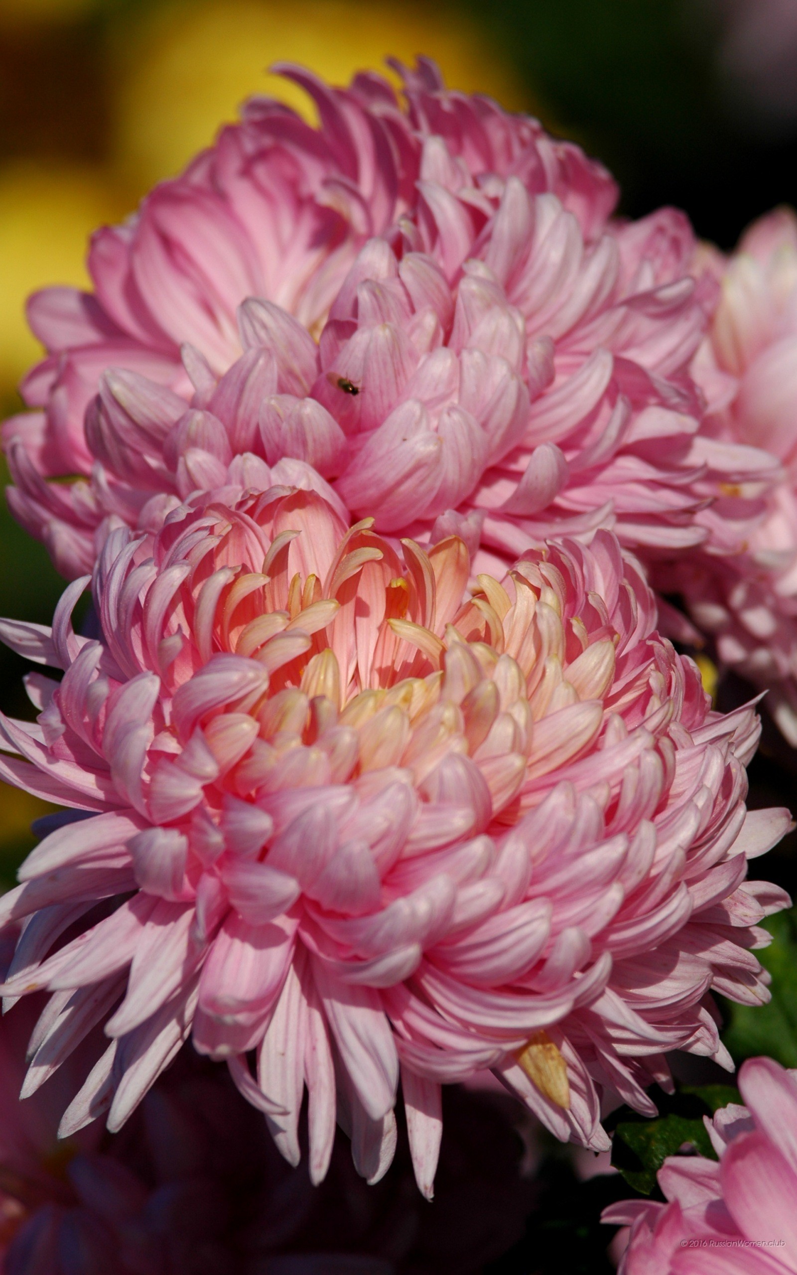 Crisantemi rosa, Fiori, Macro, wallpaper per cellulare