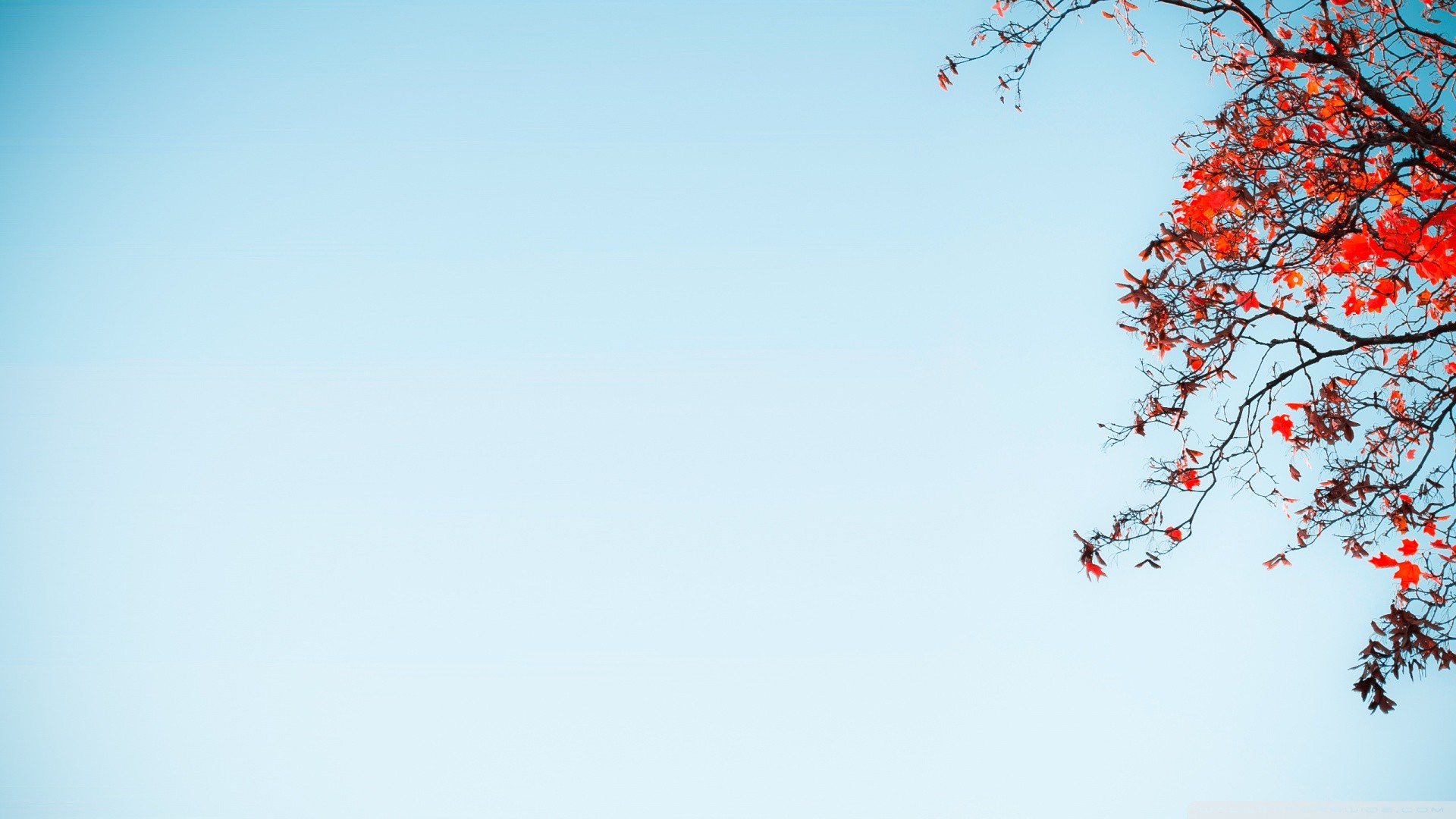Cielo azzurro chiaro, Rami fioriti, Minimalismo, Full HD, sfondo per PC e portatile