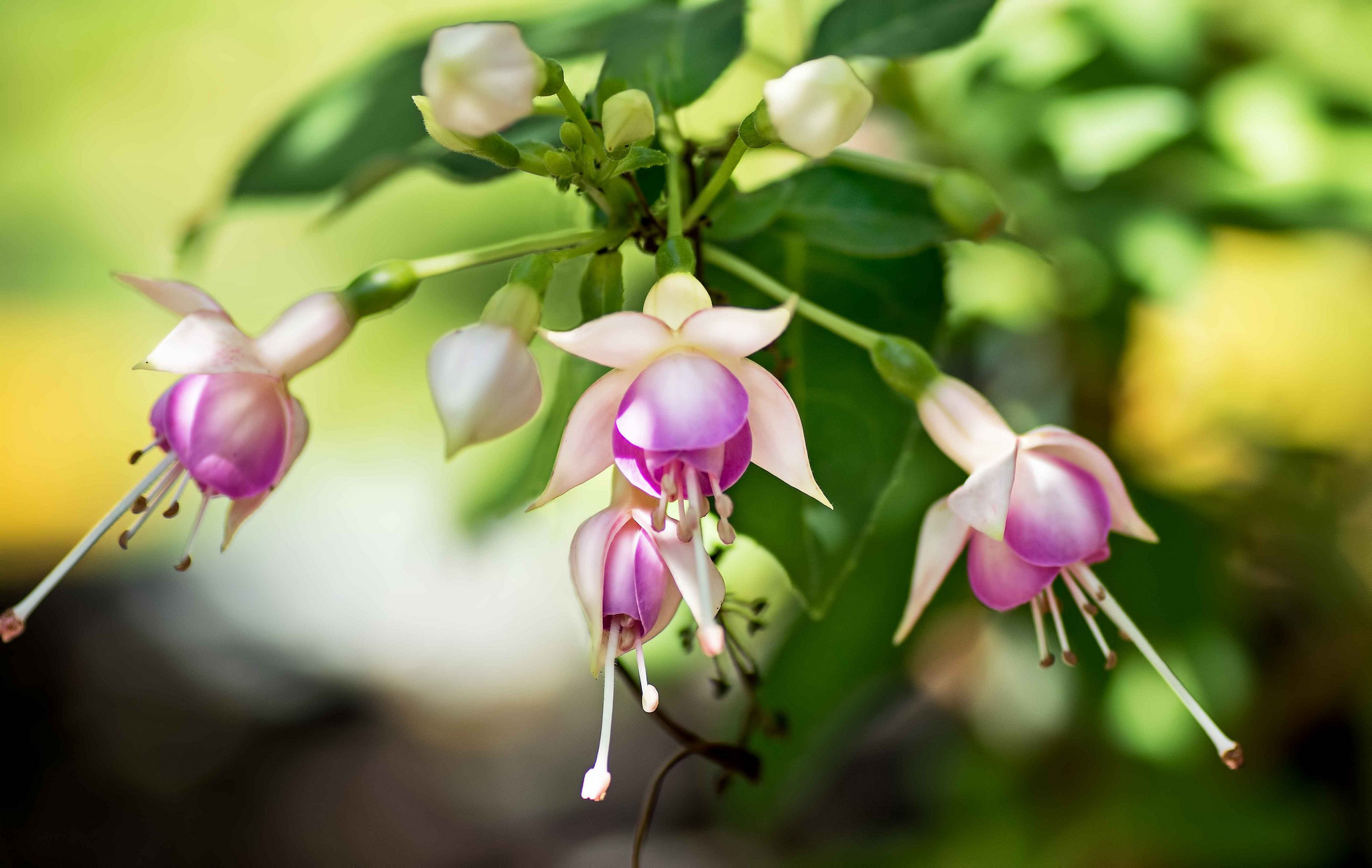 Fucsia, Fiori bianchi, Bokeh, Full HD, sfondo Windows 11