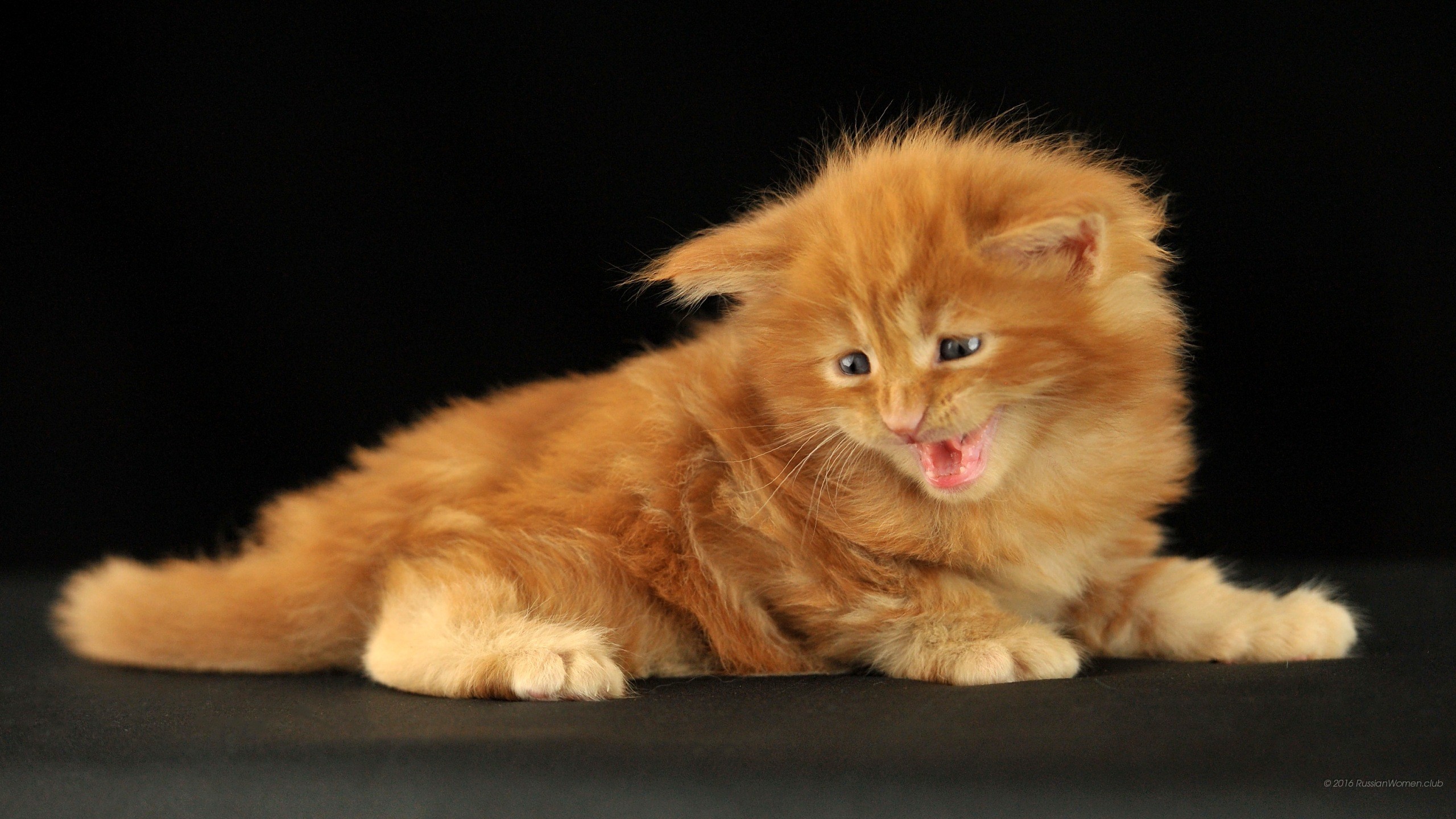 Gattino rosso, Maine Coon, Sfondo nero, 2K, wallpaper per PC