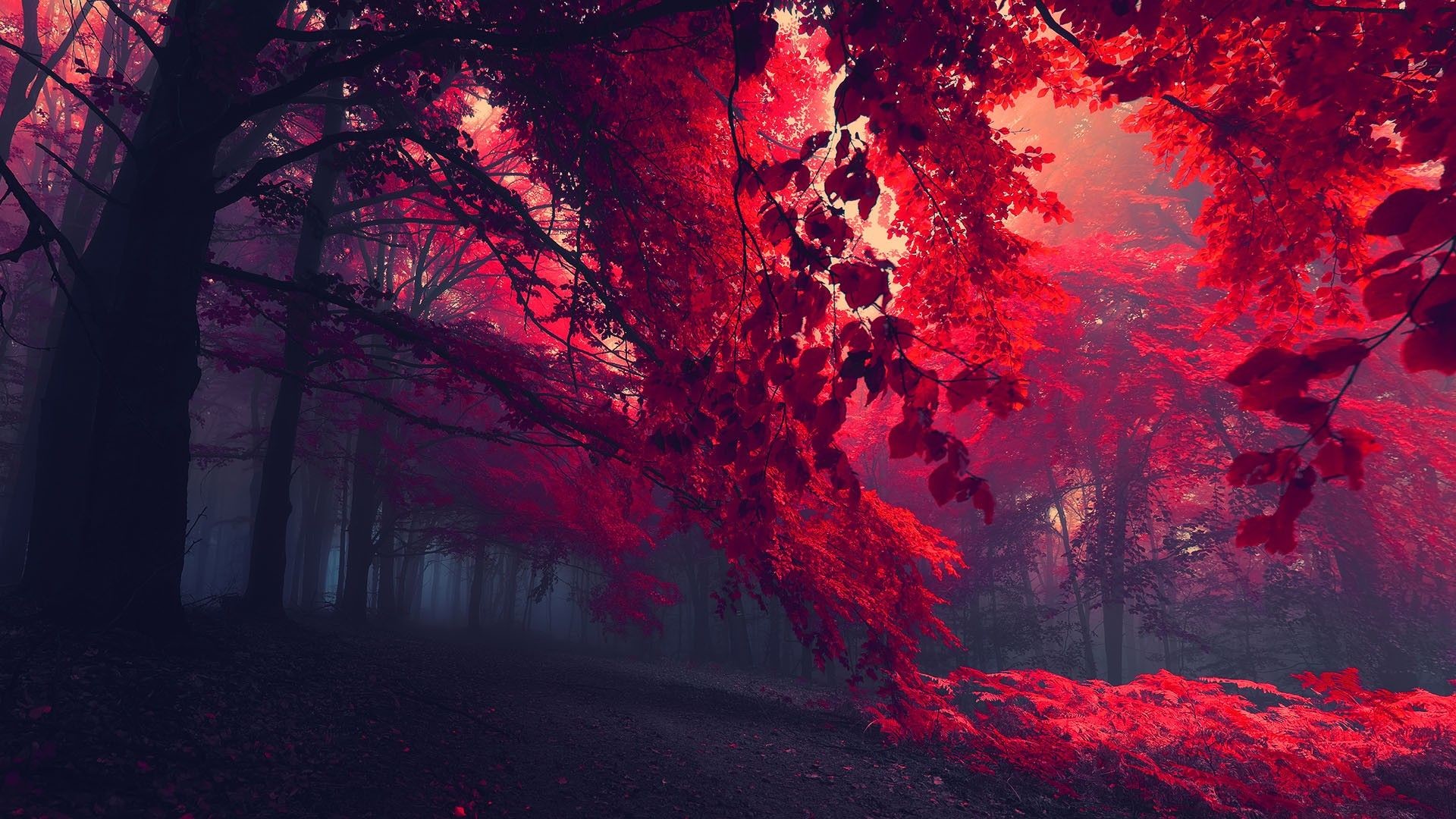Albero rosso, Foresta, Foglie rosse, Nebbia, Full HD, sfondo per portatile