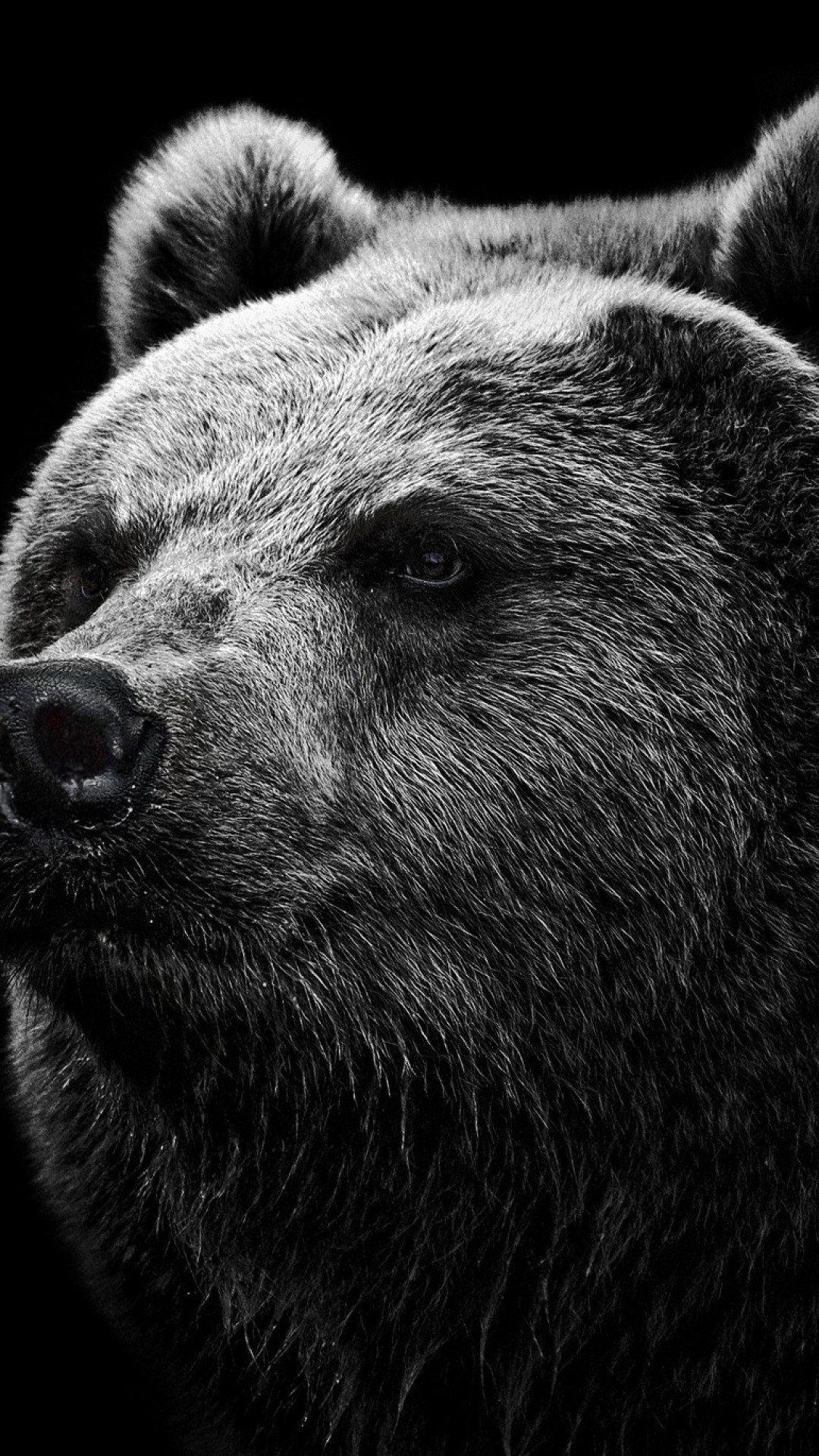 Orso, Bianco e nero, Primo piano, Animale, Full HD, sfondo per iPhone e Android