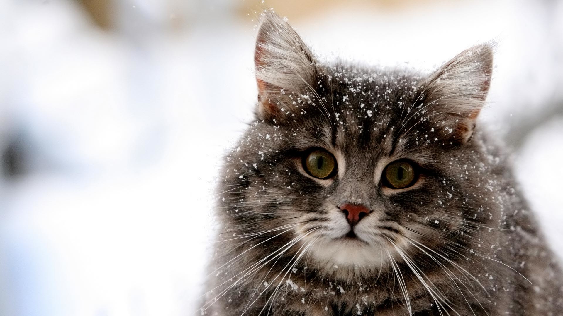 Gatto, Neve, Gatto soriano, Inverno, Close-up, Full HD, wallpaper per portatile