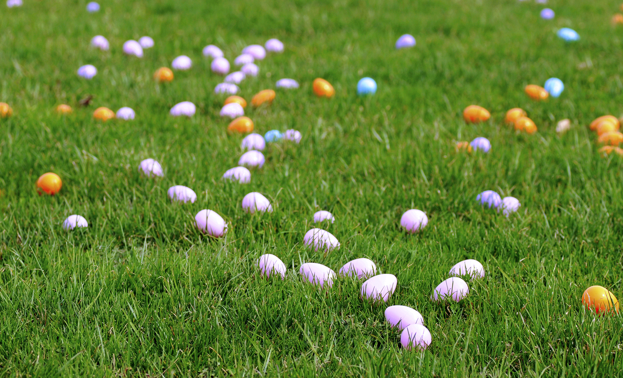 Caccia alle uova, Uova di Pasqua, Prato, Full HD, sfondo per PC