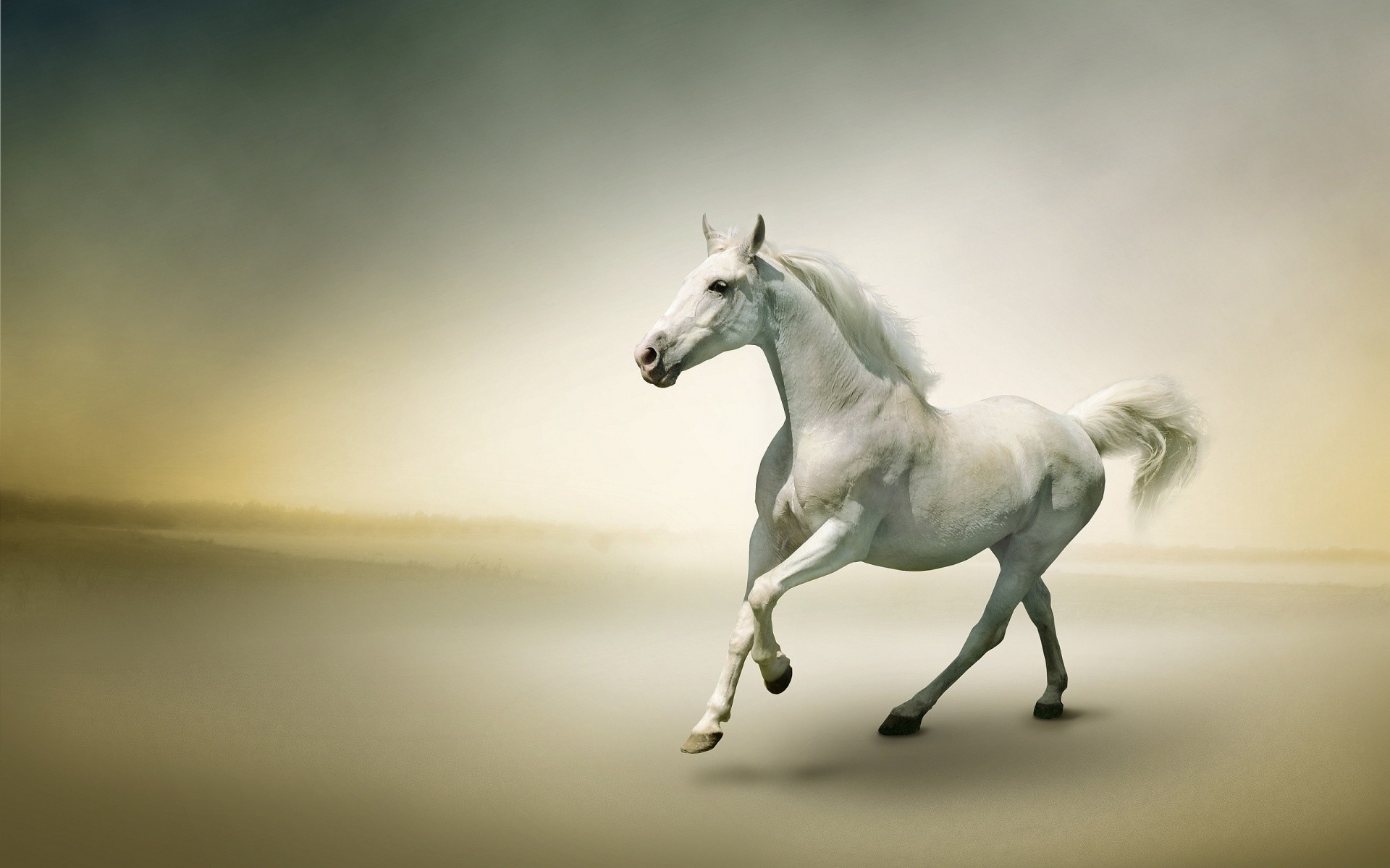 Cavallo bianco, Galoppo, Minimalista, sfondo per il tuo desktop