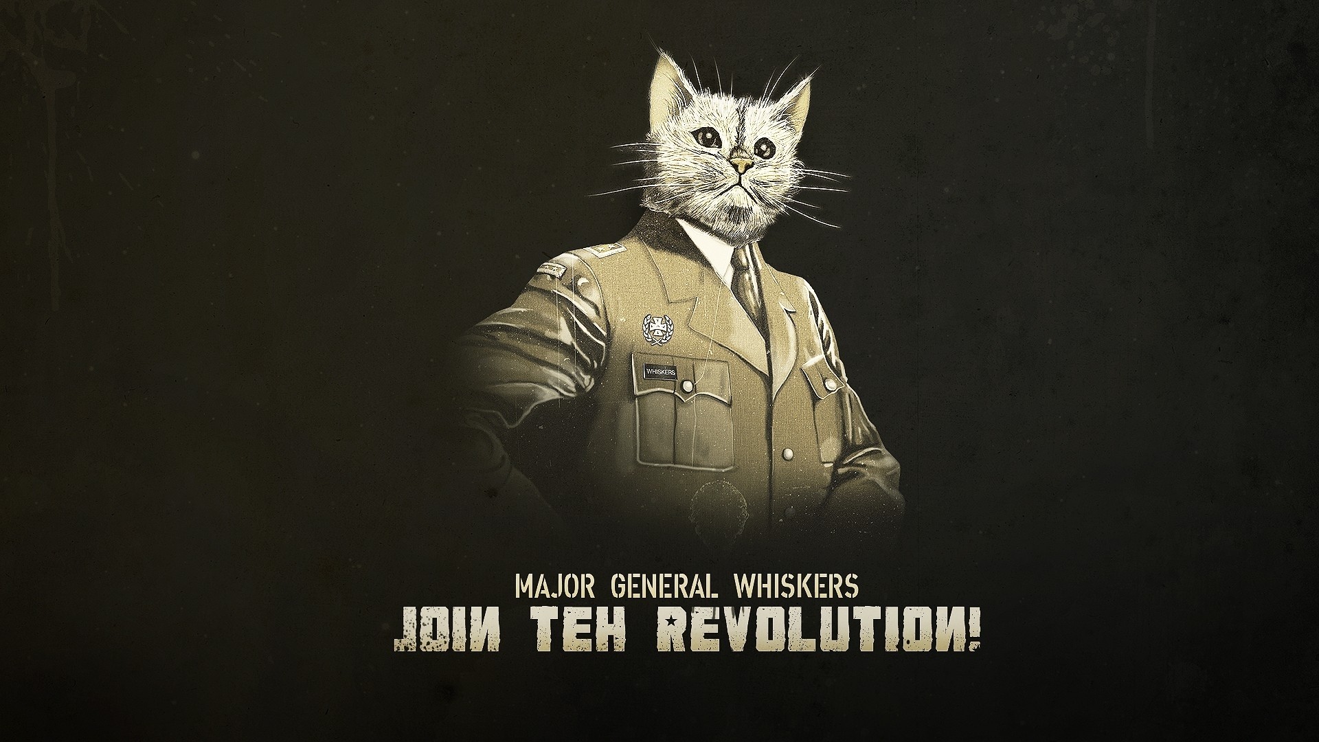 Major General Whiskers, Gatto, Uniforme militare, Umorismo, Full HD, sfondo per PC e portatile