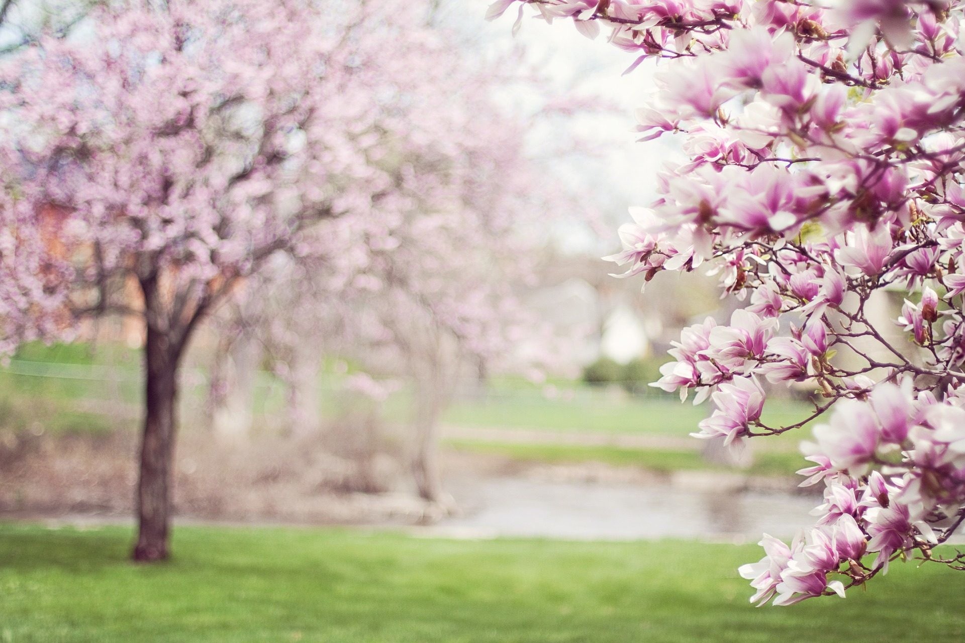 Albero in fiore, Magnolia, Parco, Toni pastello, Full HD, sfondo per PC
