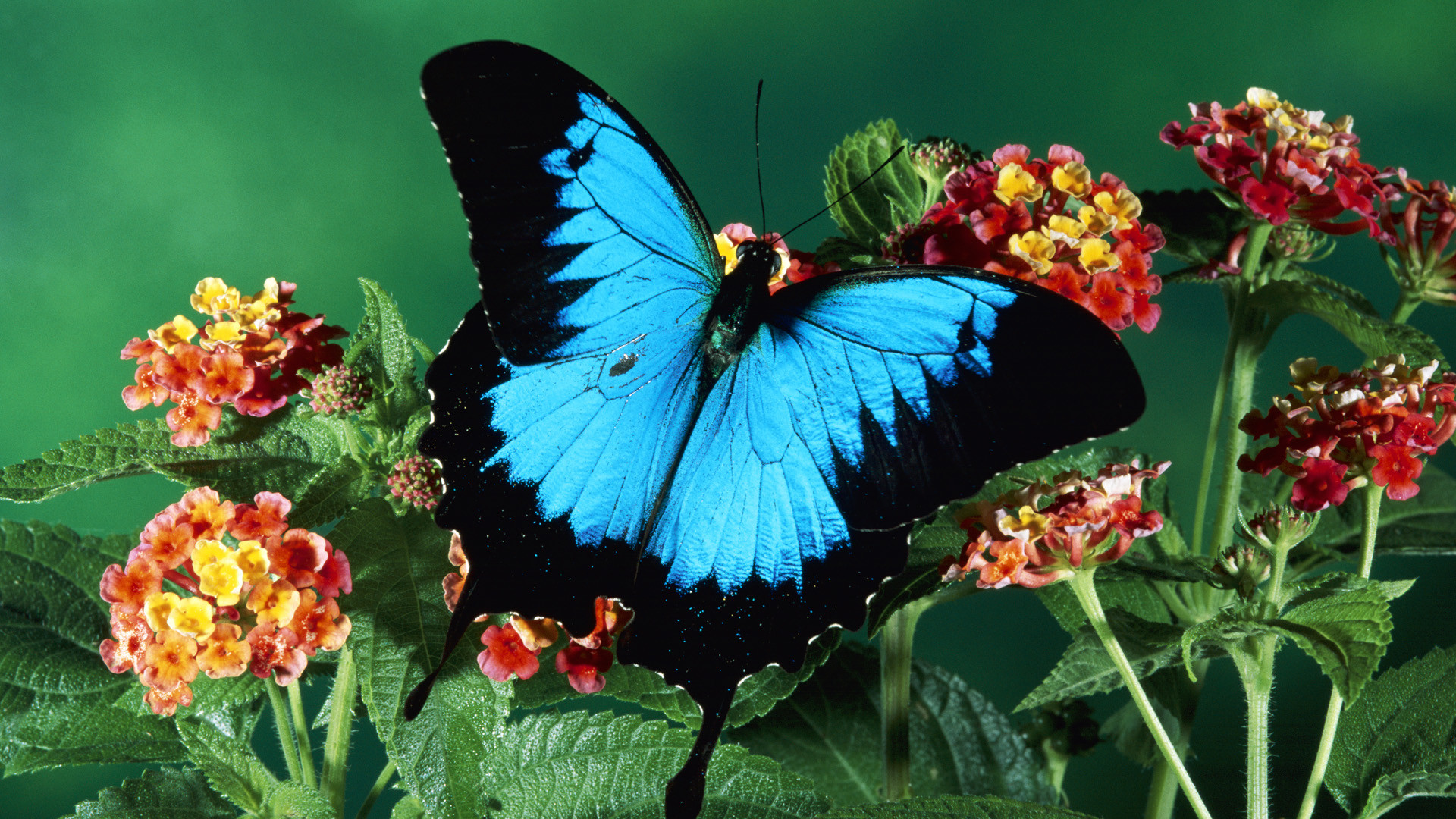 Papilio ulysses, Farfalla blu, Lantana, Fiori, Full HD, sfondo per PC e portatile