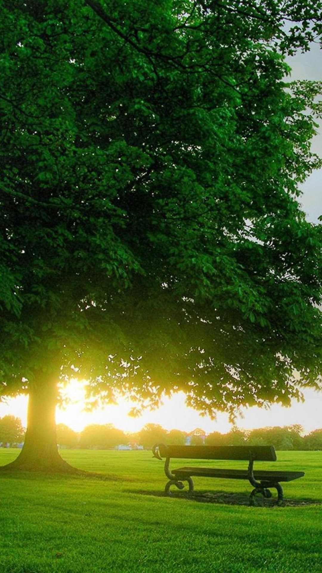 Albero, Parco, Panchina, Luce del sole, Full HD, schermata di blocco LG G2