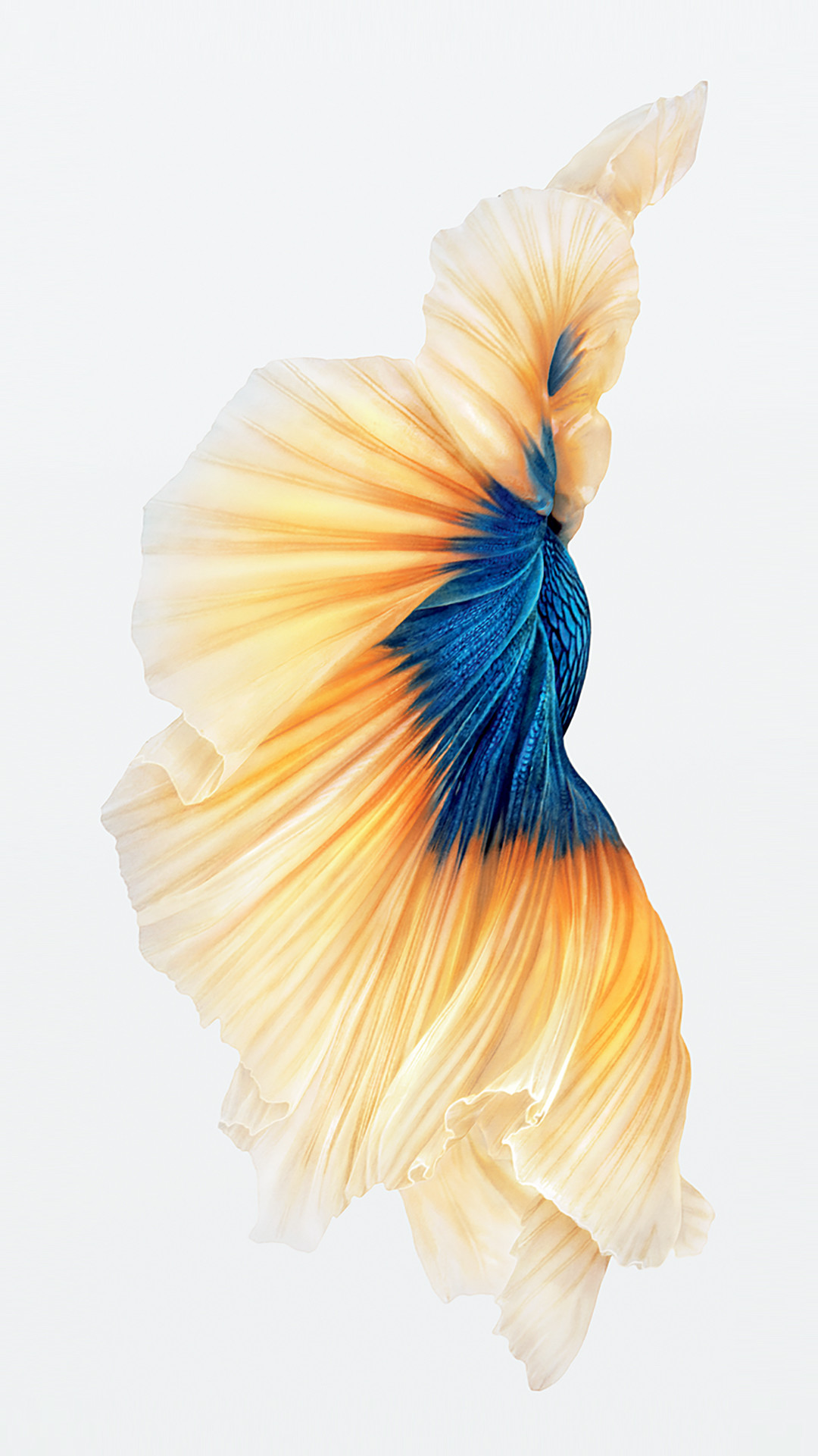 Pesce combattente, Betta, Sfondo iOS 9, Sfondo bianco, schermata di blocco iPhone 6S