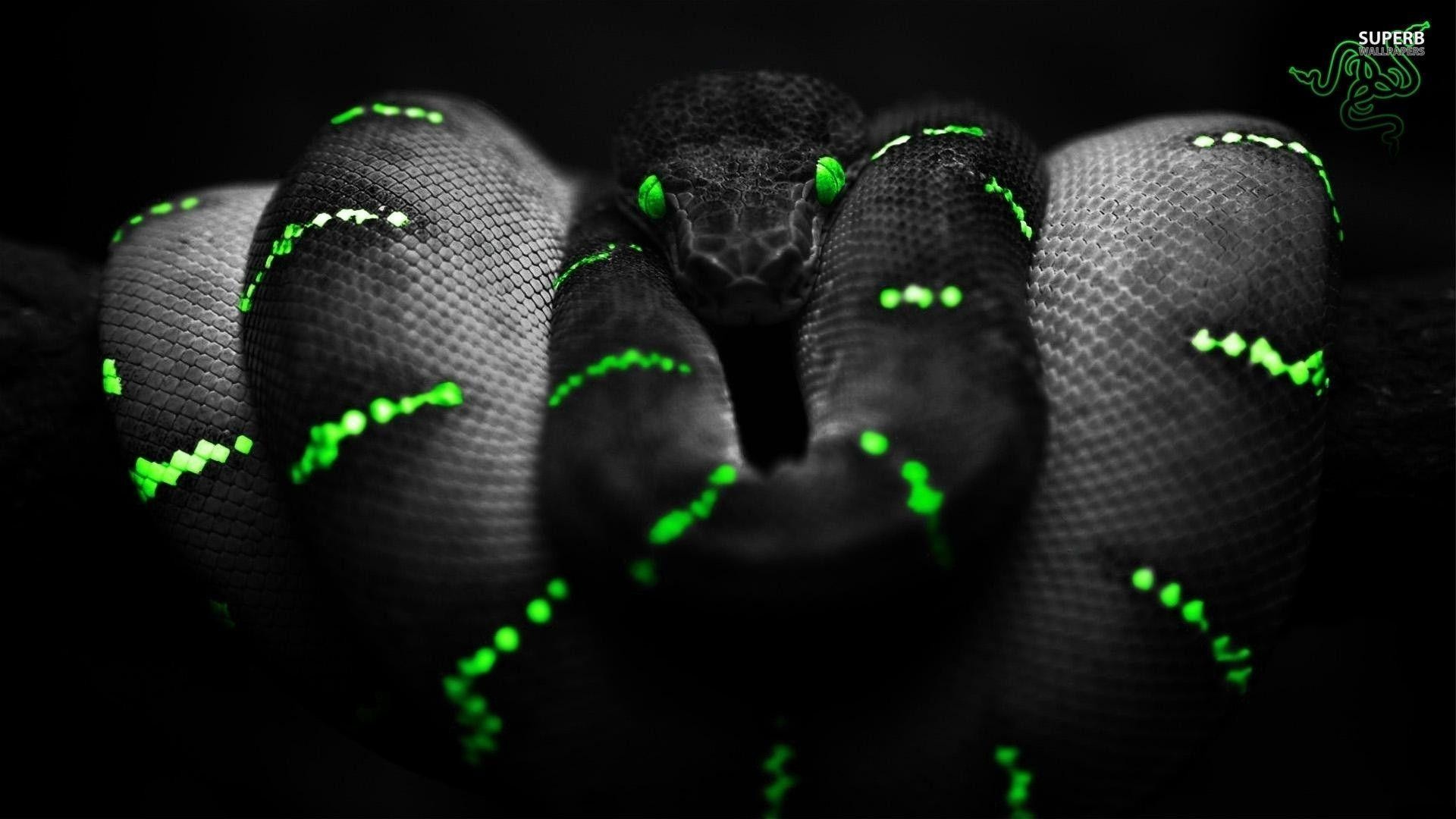 Razer, Serpente, Pitone, Squame, Verde neon, Bianco e nero, Full HD, sfondo desktop