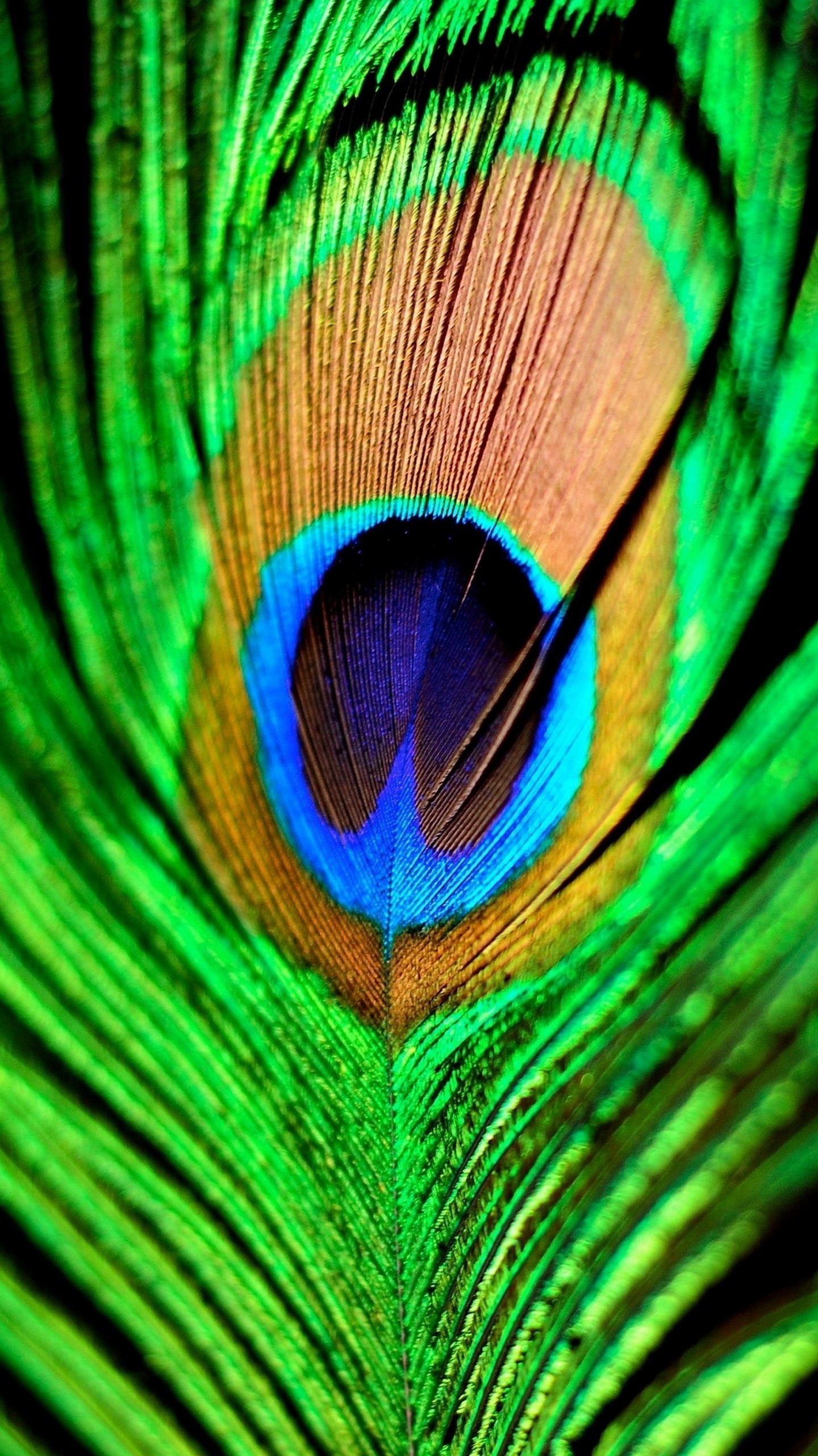 Piuma di pavone, Pavone, Verde, Macro, QHD+, wallpaper per smartphone