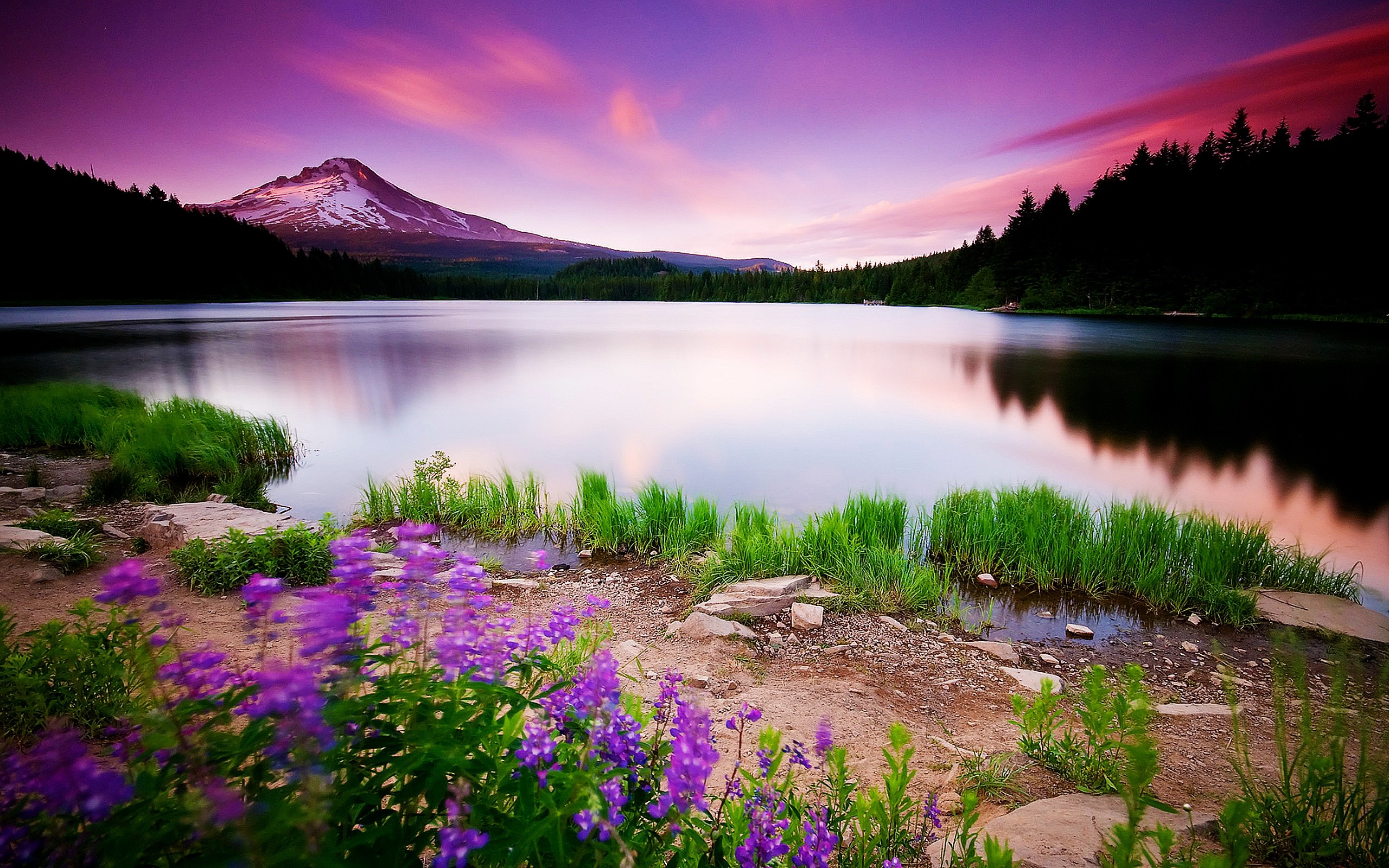 Mount Hood, Trillium Lake, Oregon, Fiori viola, Tramonto, 2K, wallpaper per PC