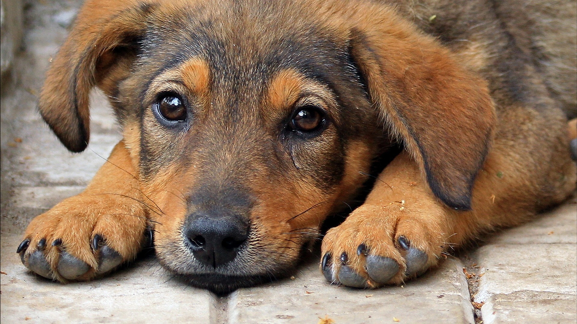 Cucciolo, Sguardo triste, Primo piano, Full HD, sfondo per PC