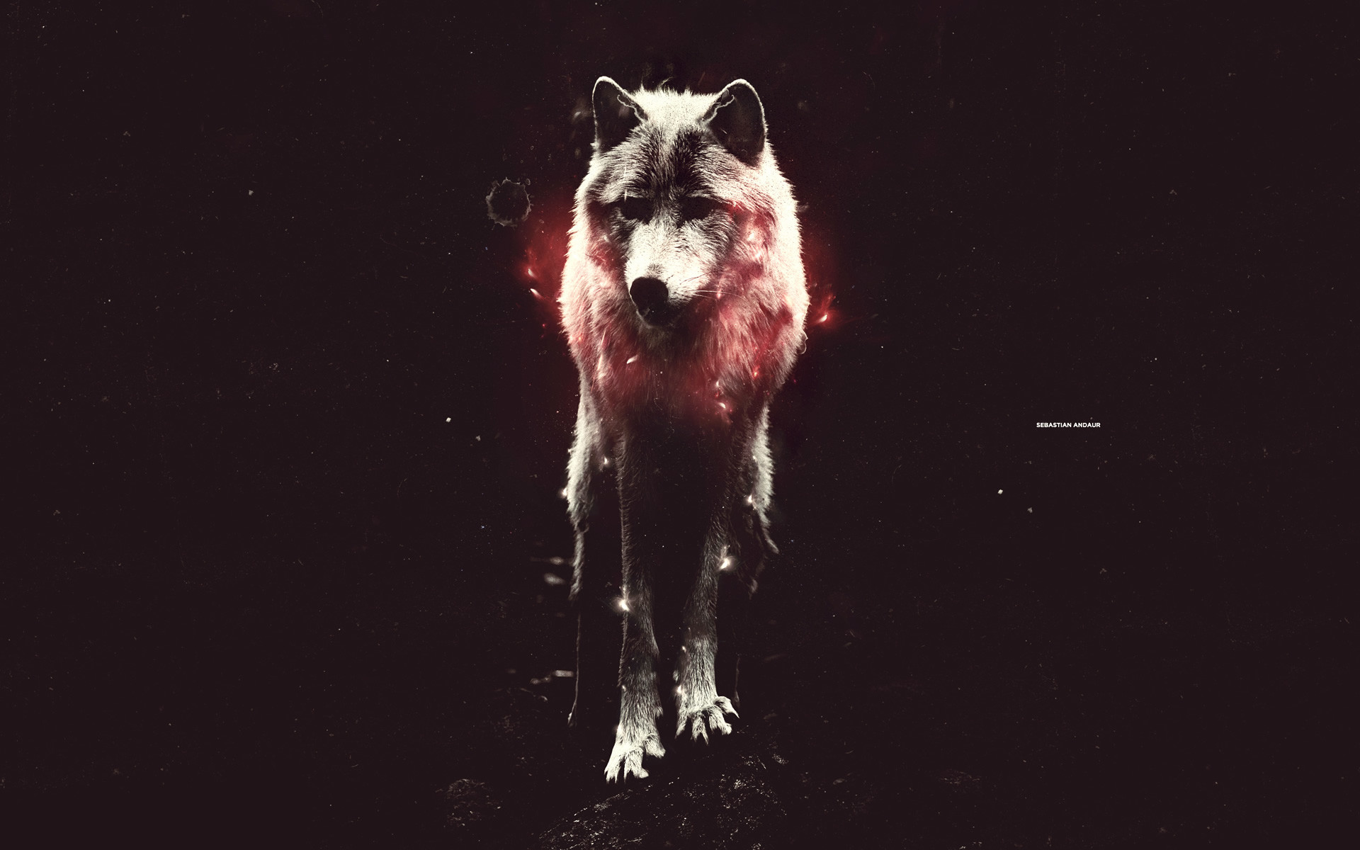 Lupo, Sfondo nero, Rosso, Arte digitale, Full HD, wallpaper per PC