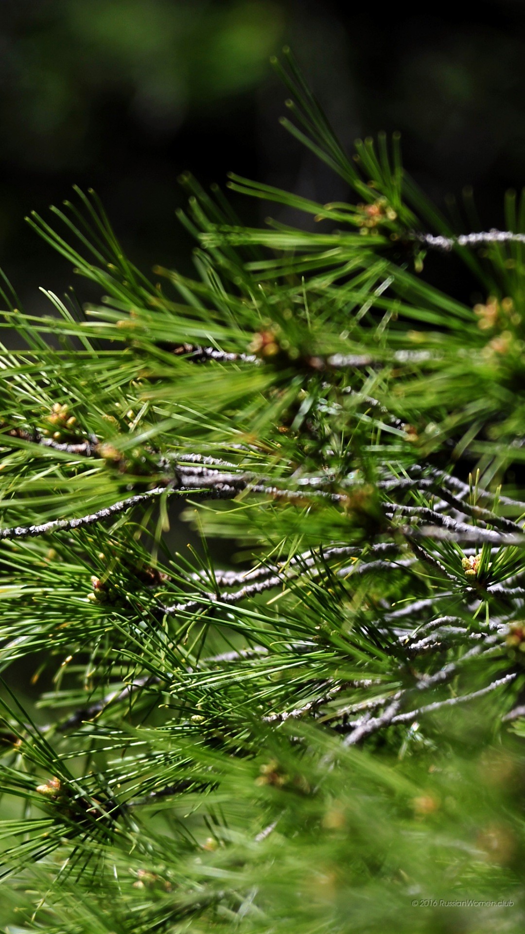 Rami di pino, Aghi di pino, Verde, Macro, Full HD, sfondo verticale per cellulare